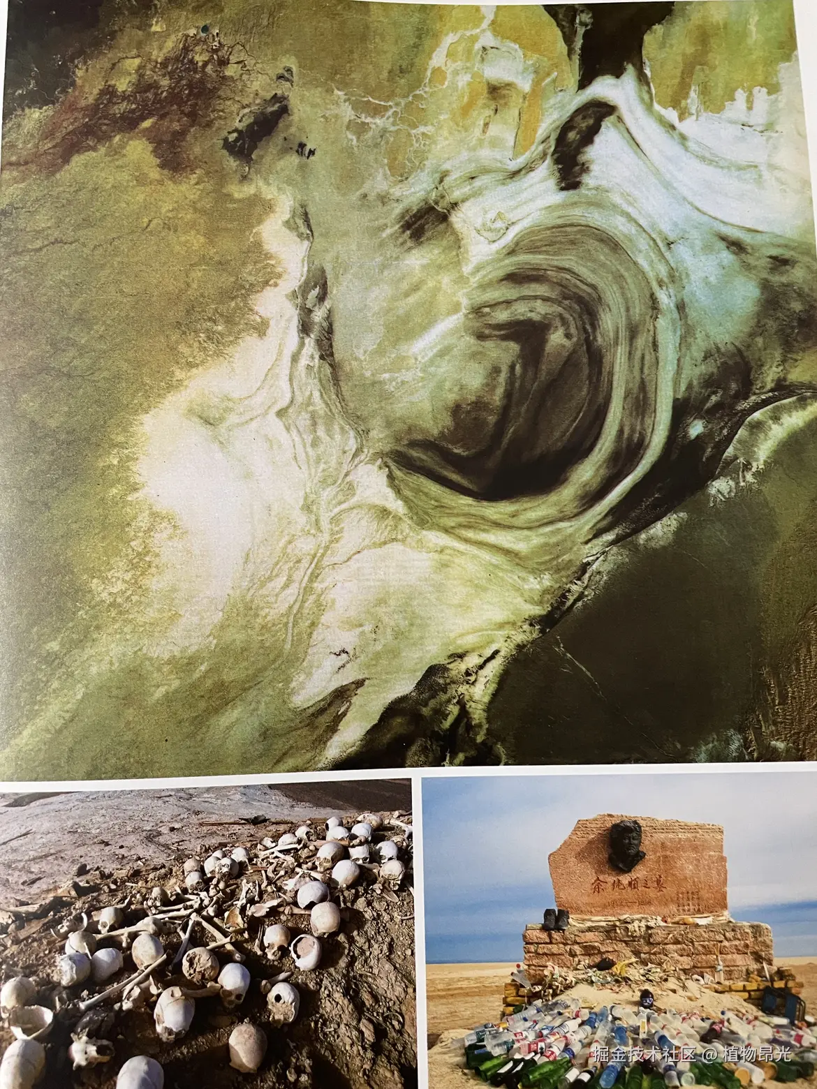 植物昂光于2026-03-20 20:10发布的图片