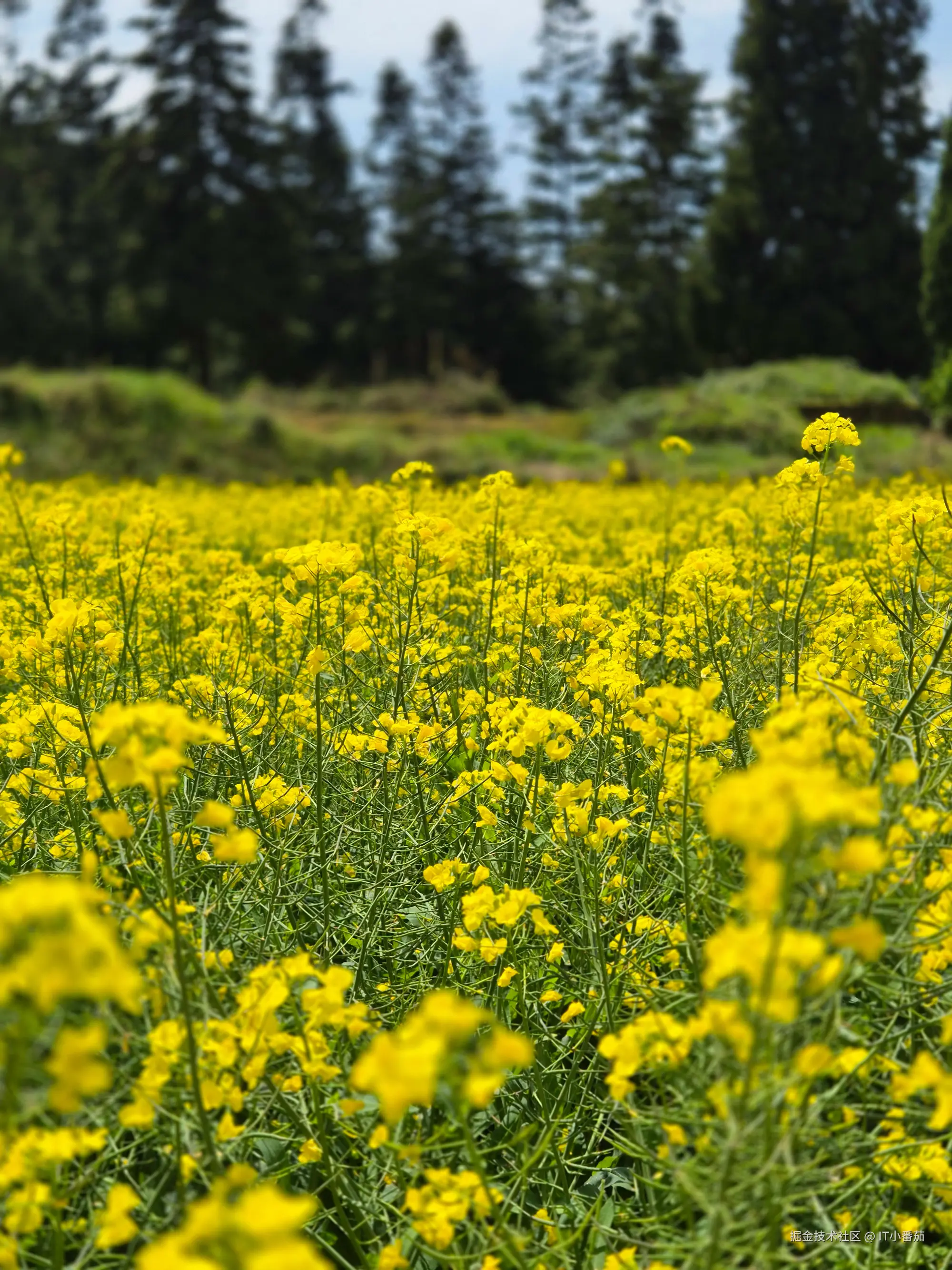 IT小番茄于2026-04-04 17:46发布的图片