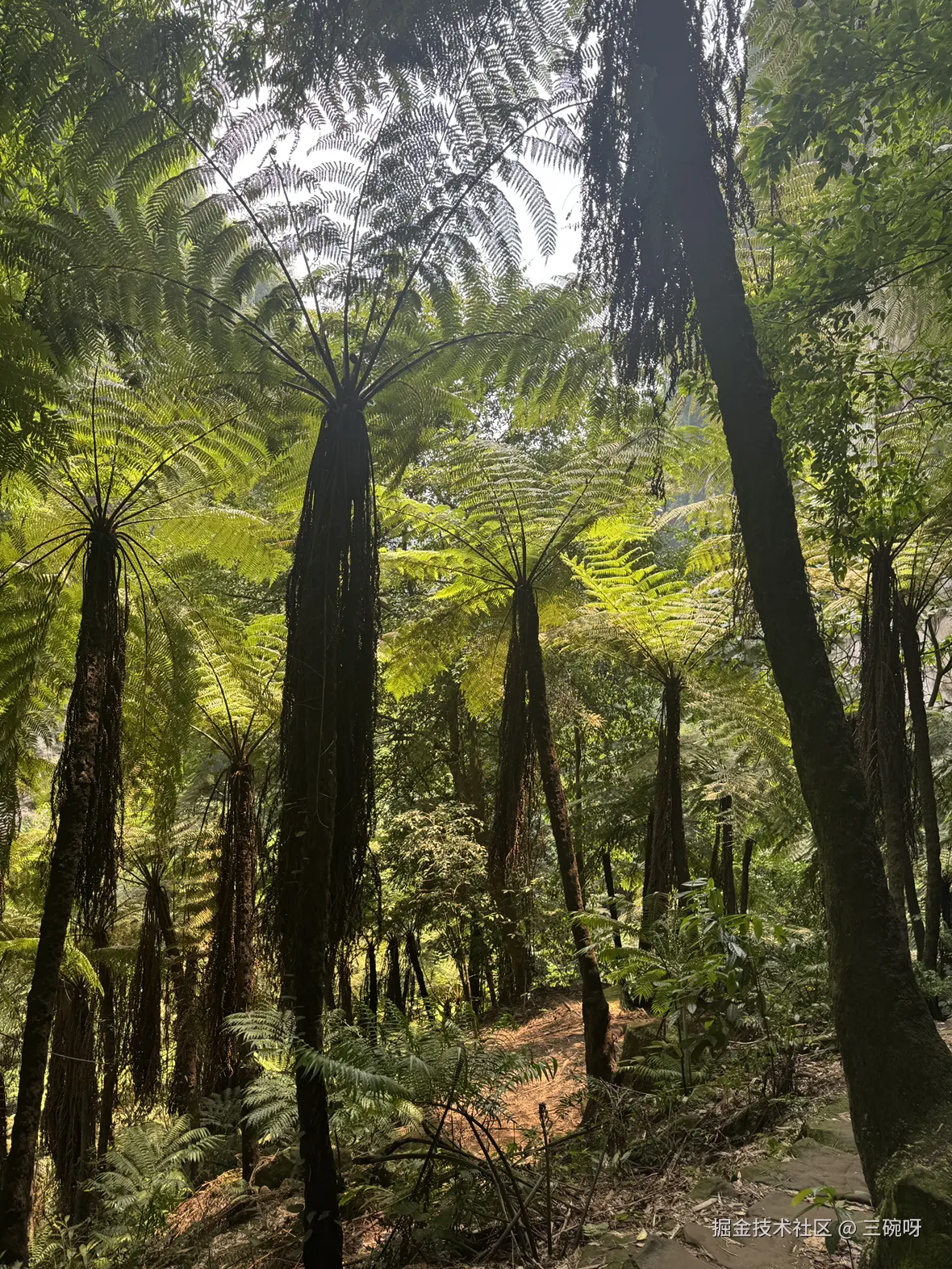 三碗呀于2025-08-18 09:50发布的图片