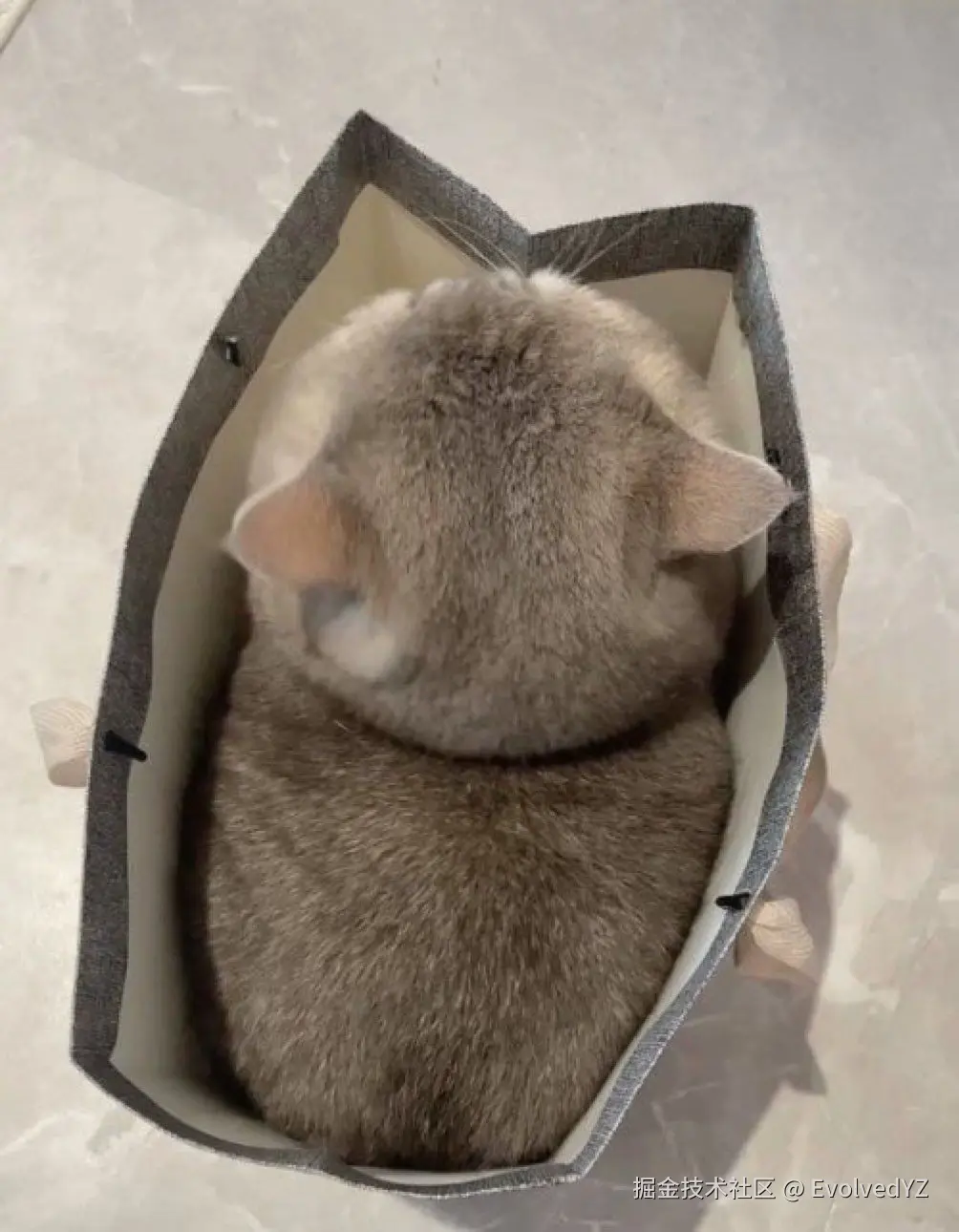 EvolvedYZ于2024-08-13 19:24发布的图片