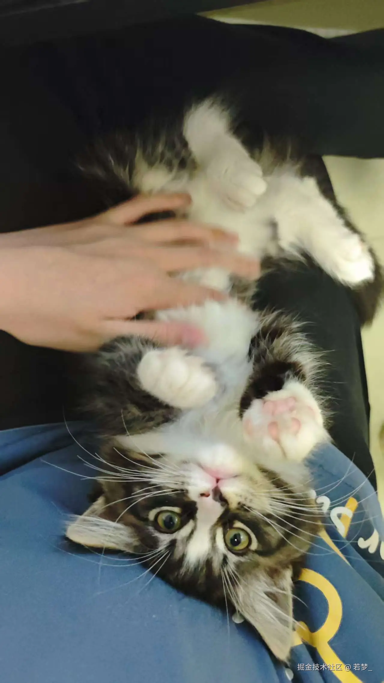 若梦_于2025-06-09 10:37发布的图片