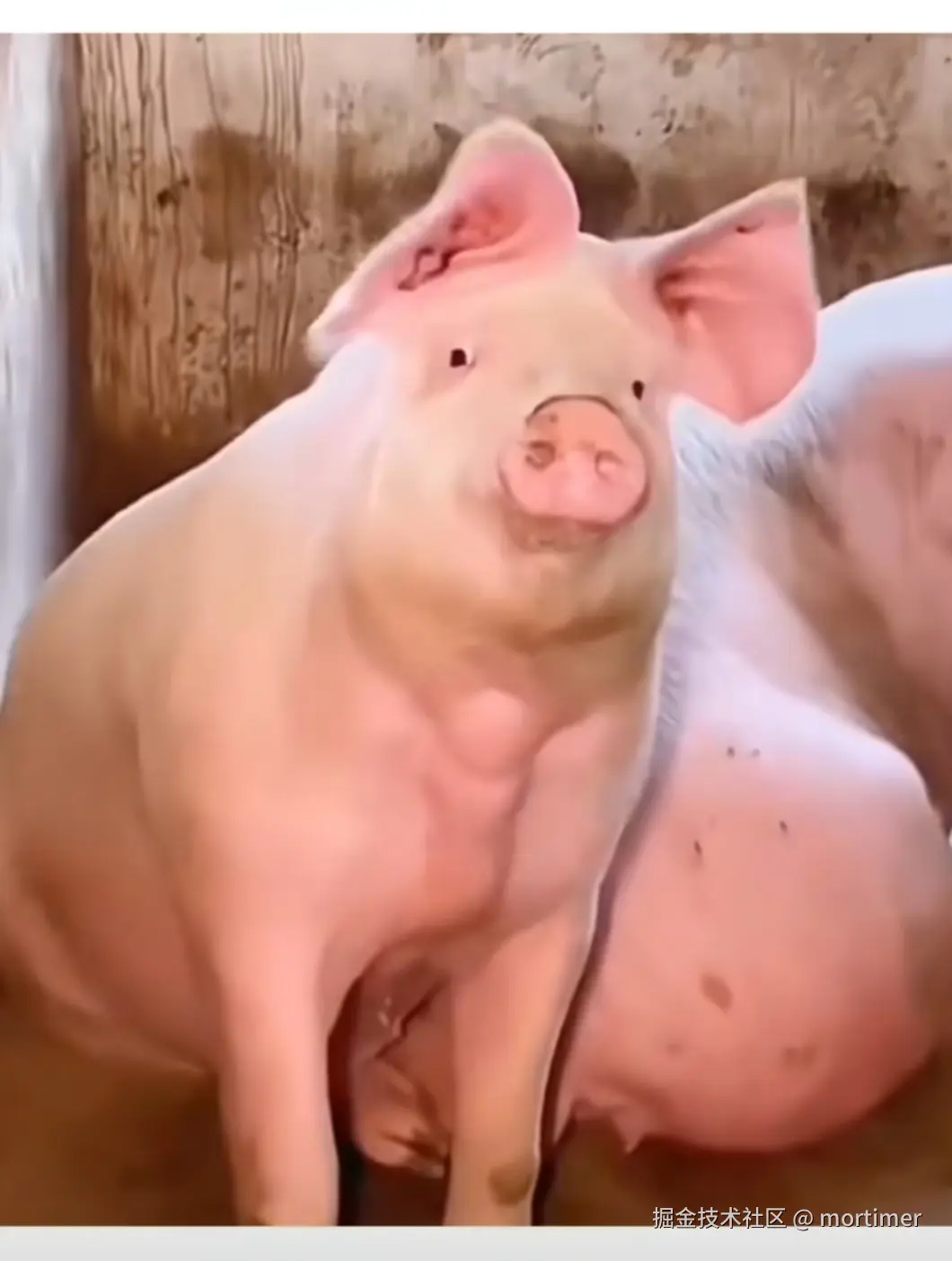 mortimer于2025-07-02 04:47发布的图片