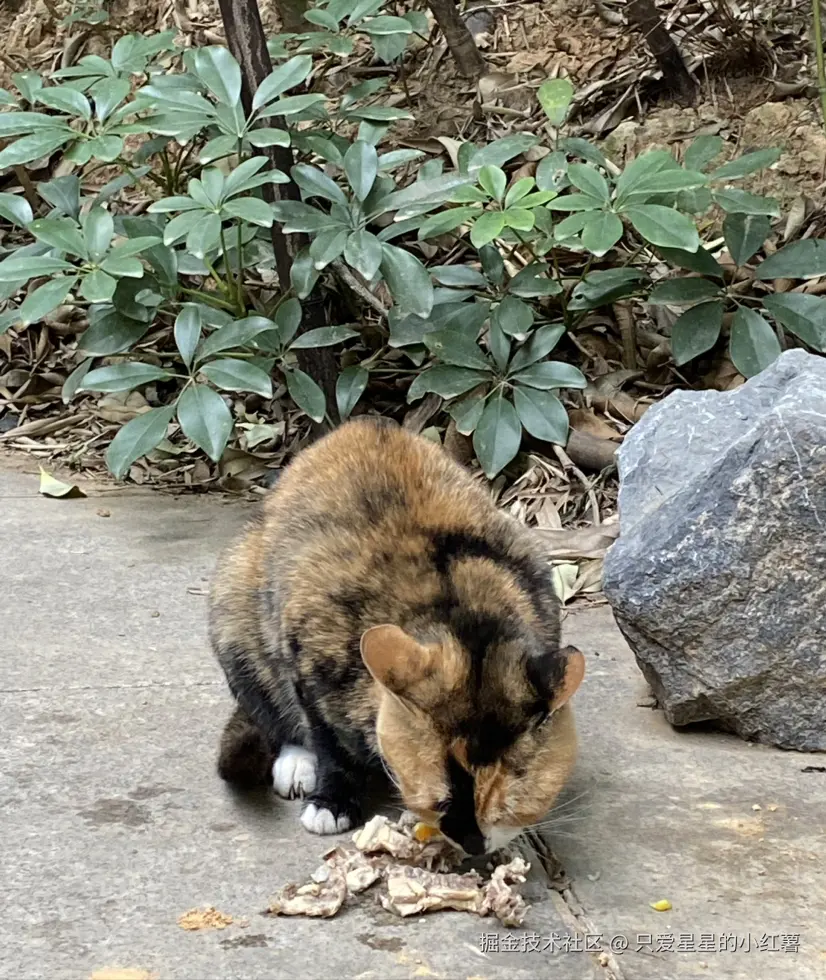 只爱星星的小红薯于2024-12-24 11:52发布的图片