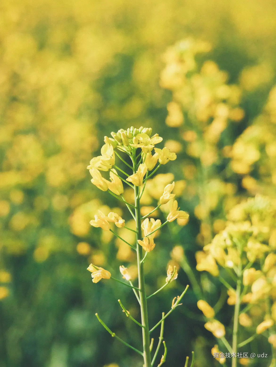 udz于2025-01-20 14:43发布的图片