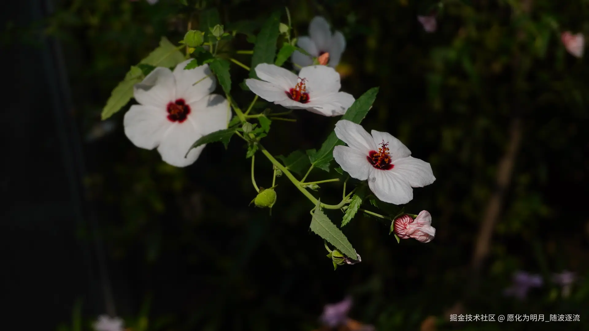 愿化为明月_随波逐流于2025-07-01 09:23发布的图片