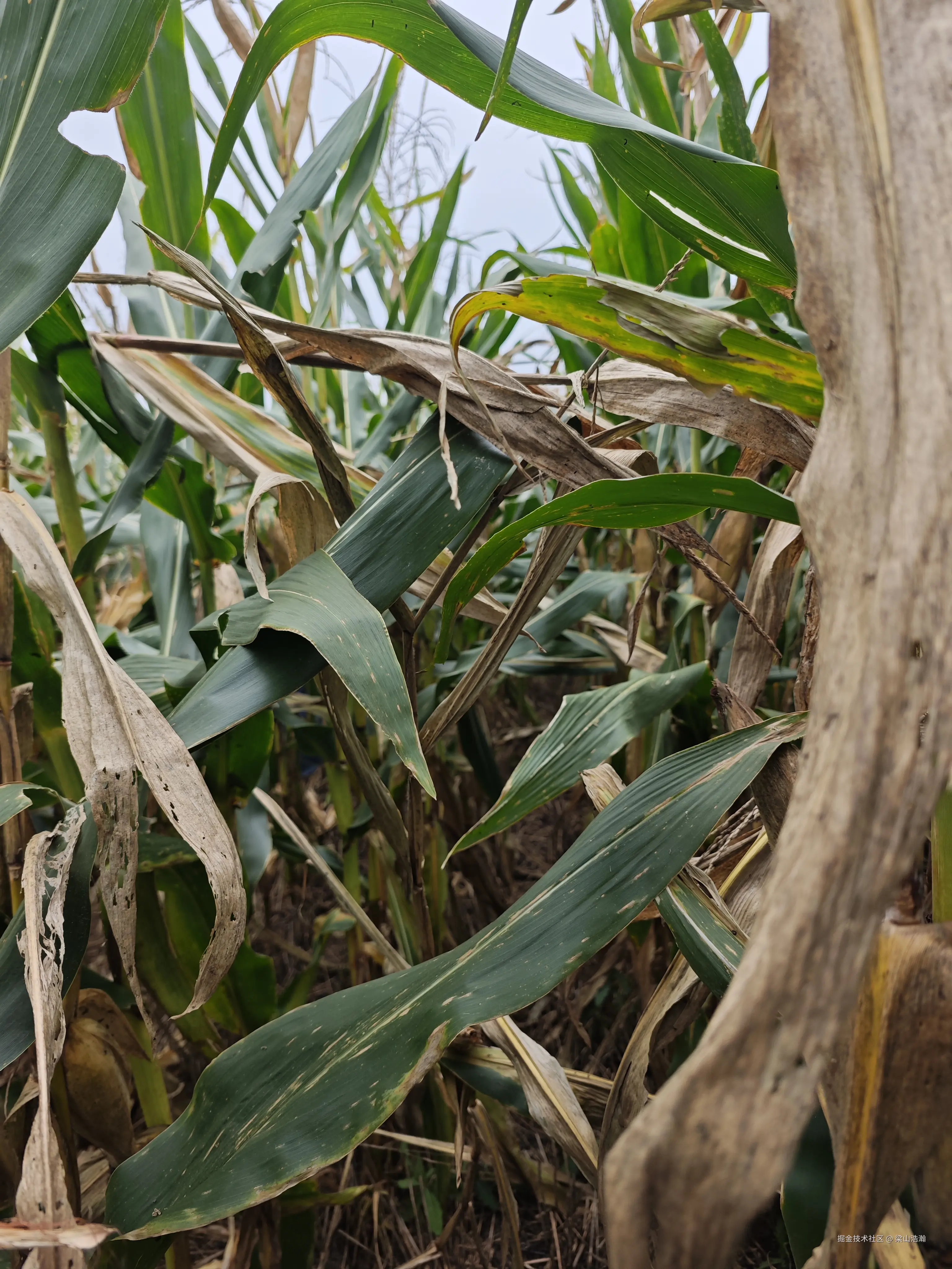 梁山浩瀚于2025-09-29 16:09发布的图片