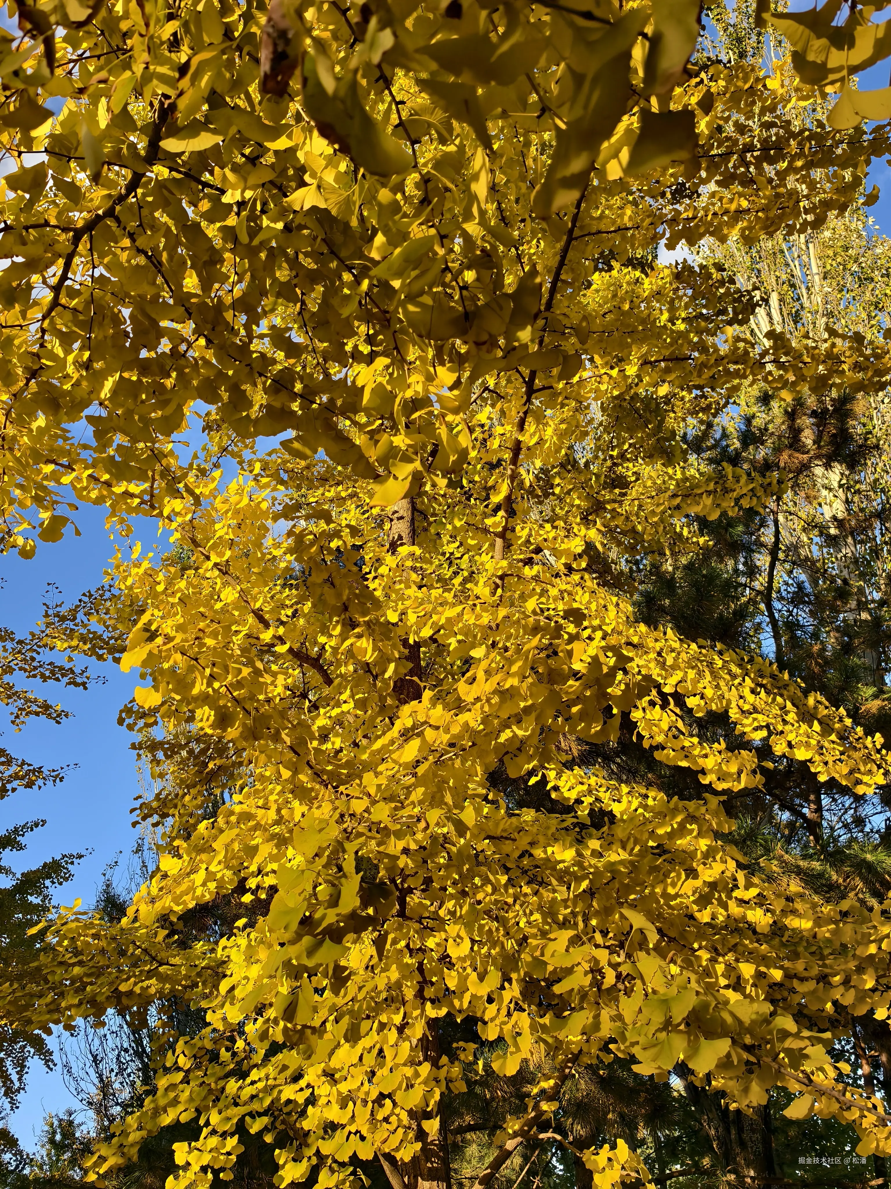 松潘于2025-11-03 09:53发布的图片