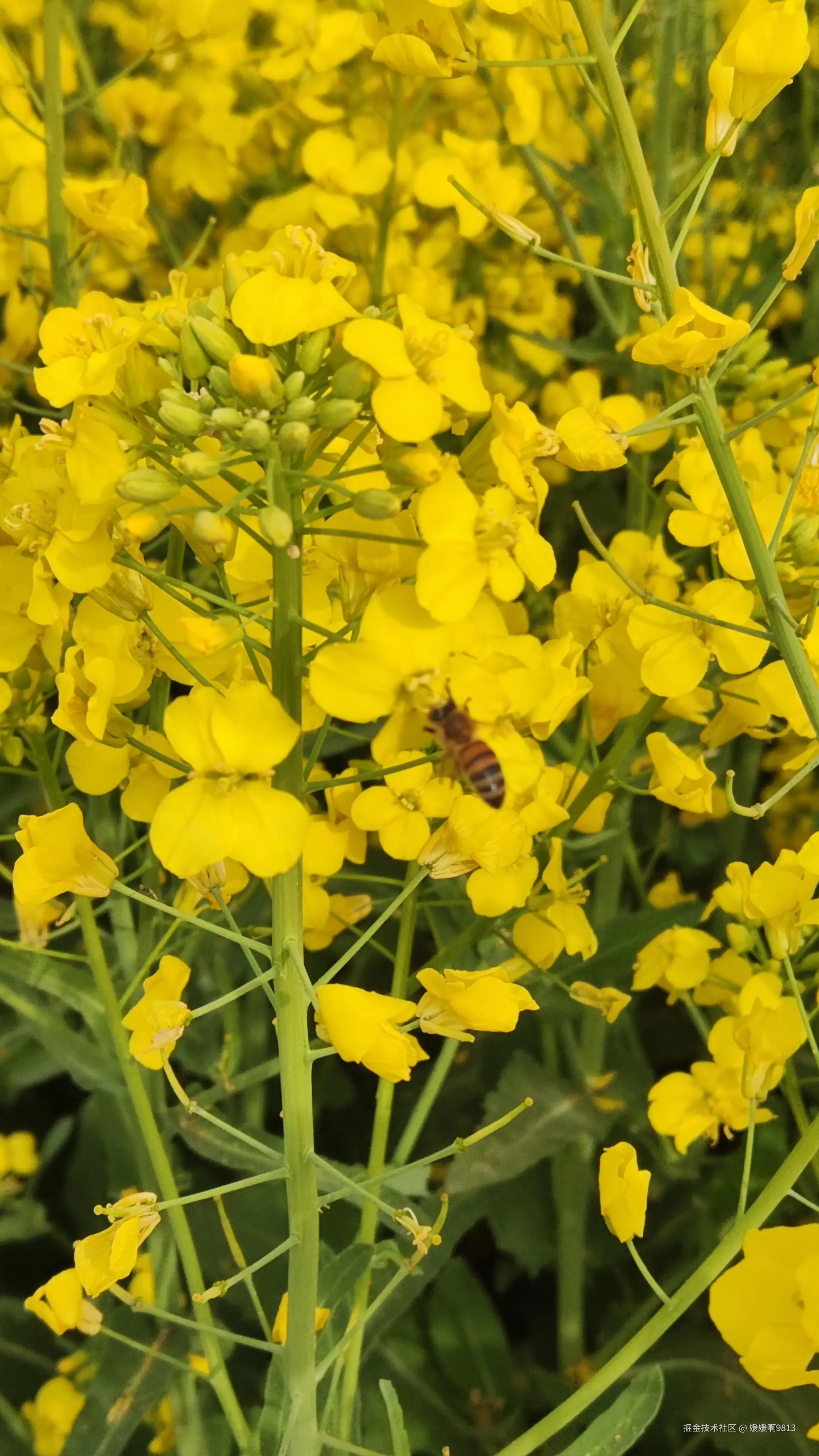 媛媛啊9813于2025-04-01 13:59发布的图片