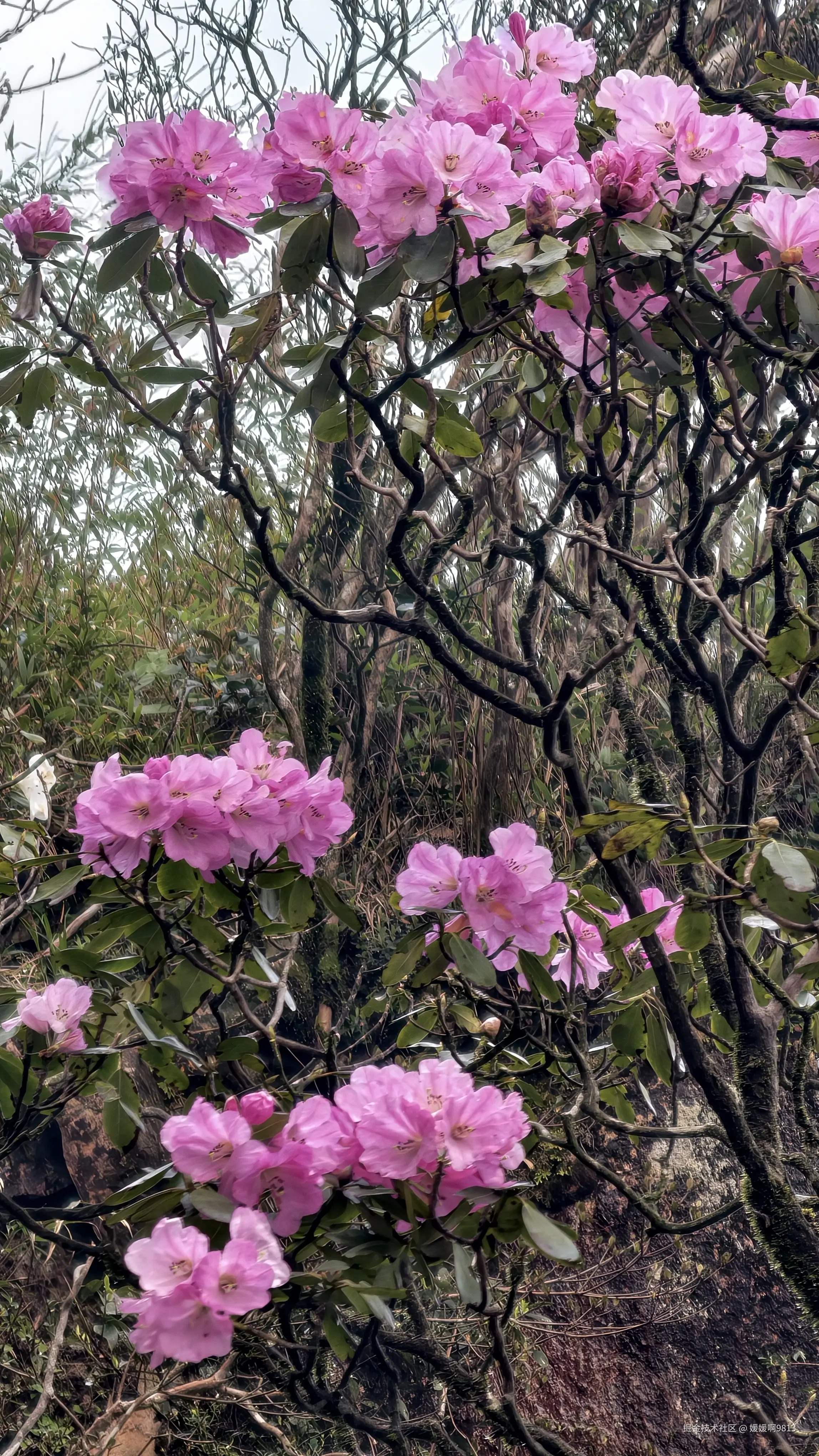 媛媛啊9813于2026-04-12 04:04发布的图片