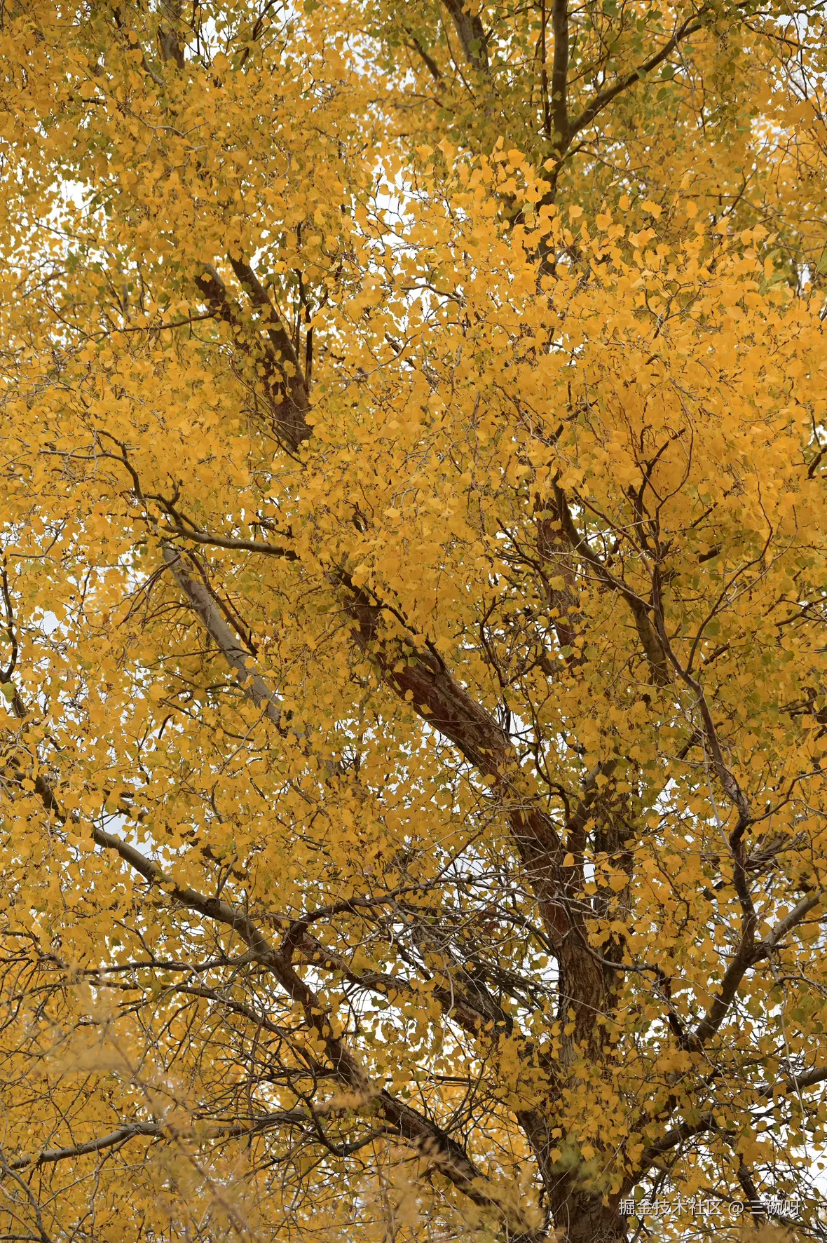 三碗呀于2025-10-27 10:45发布的图片