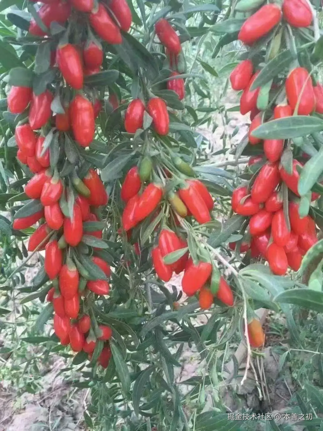 本善之初于2025-06-13 16:10发布的图片