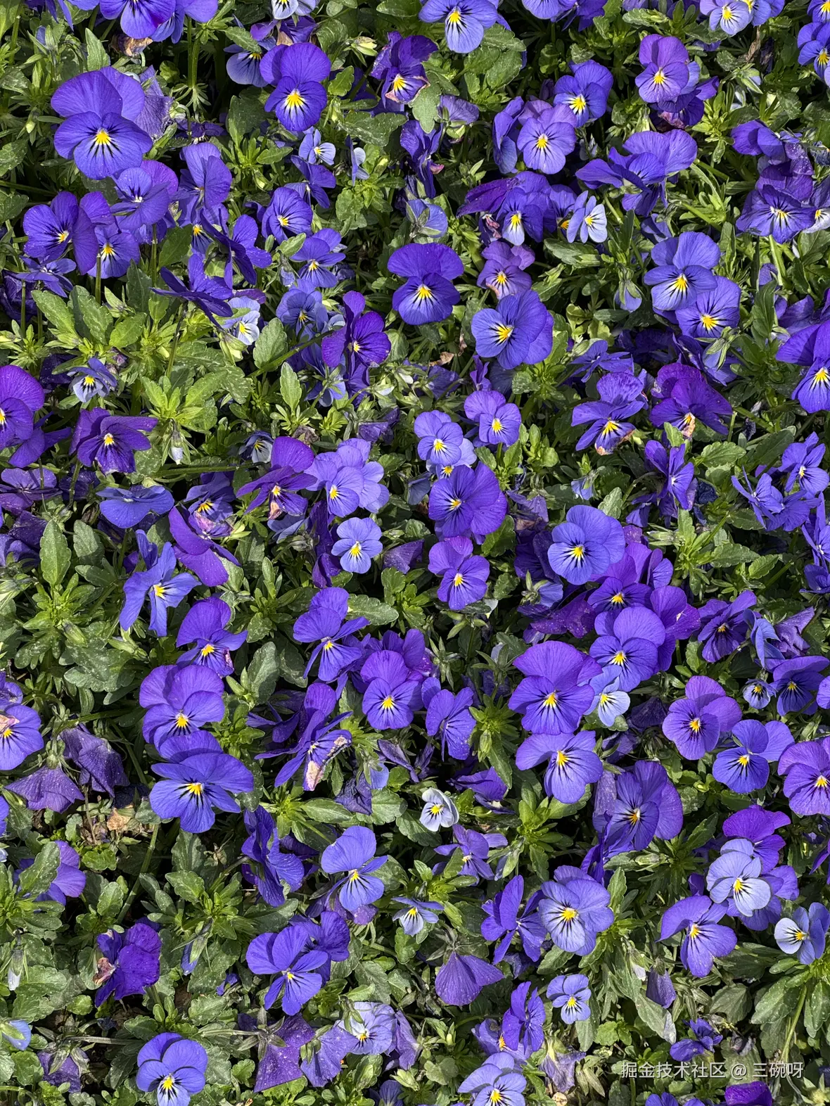 三碗呀于2025-03-17 17:49发布的图片