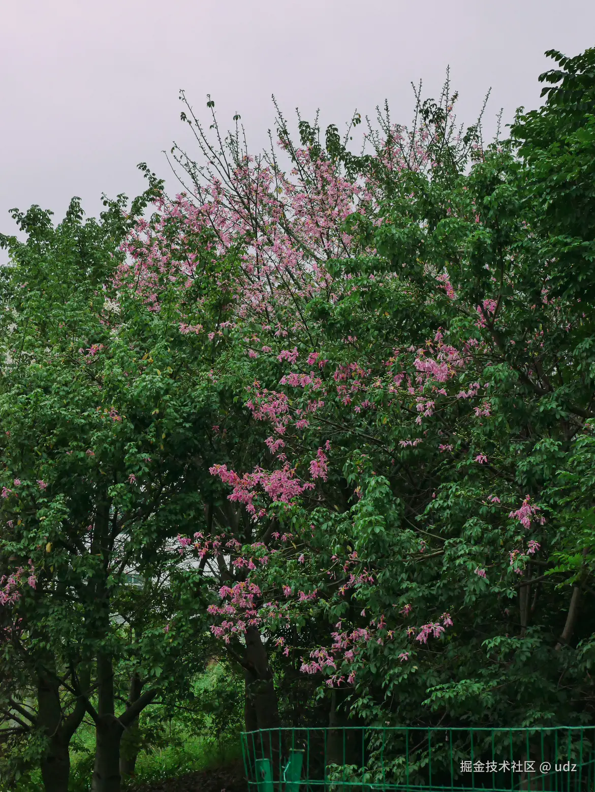 udz于2024-12-20 09:14发布的图片