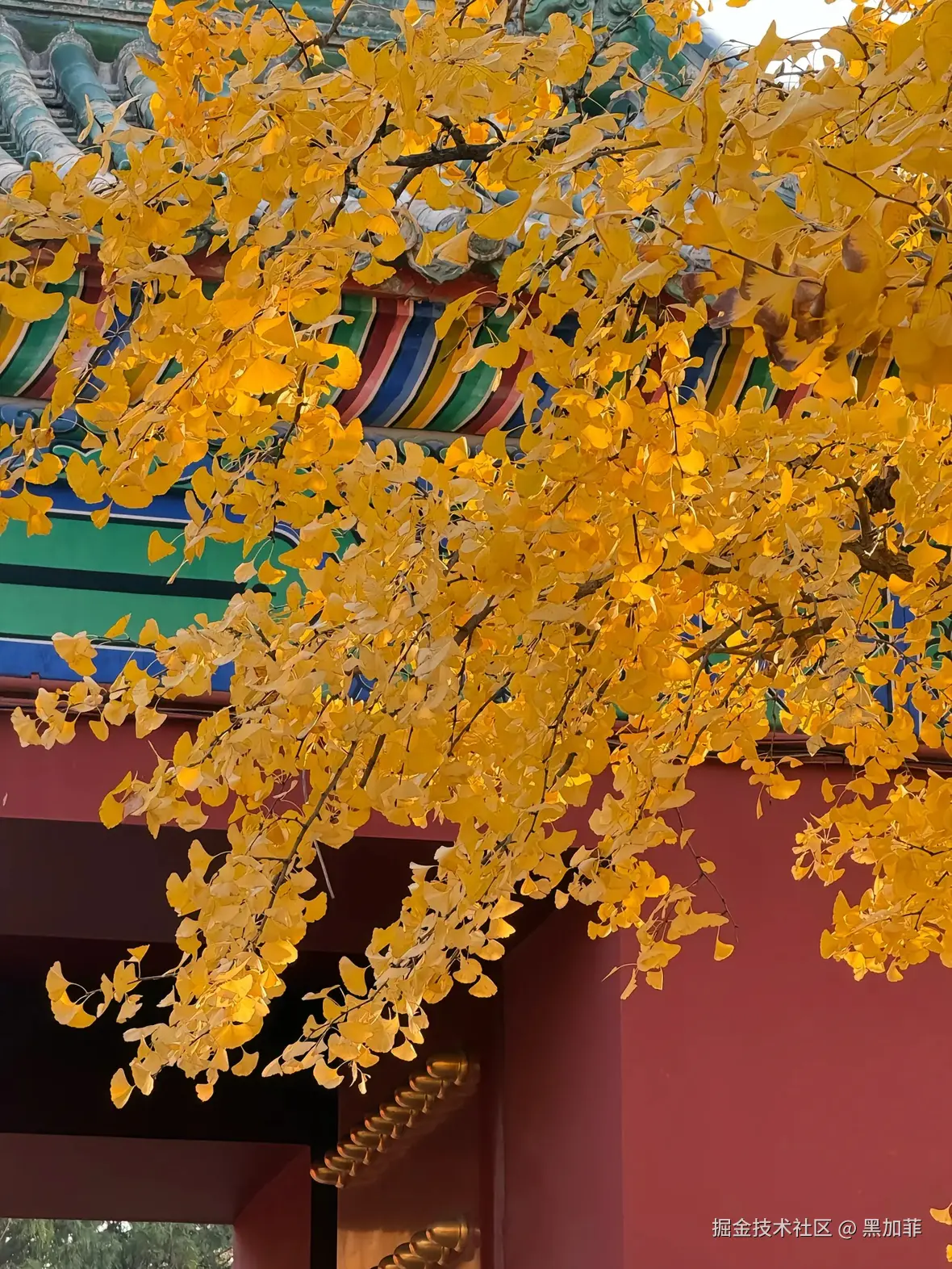 黑加菲于2024-11-30 10:36发布的图片