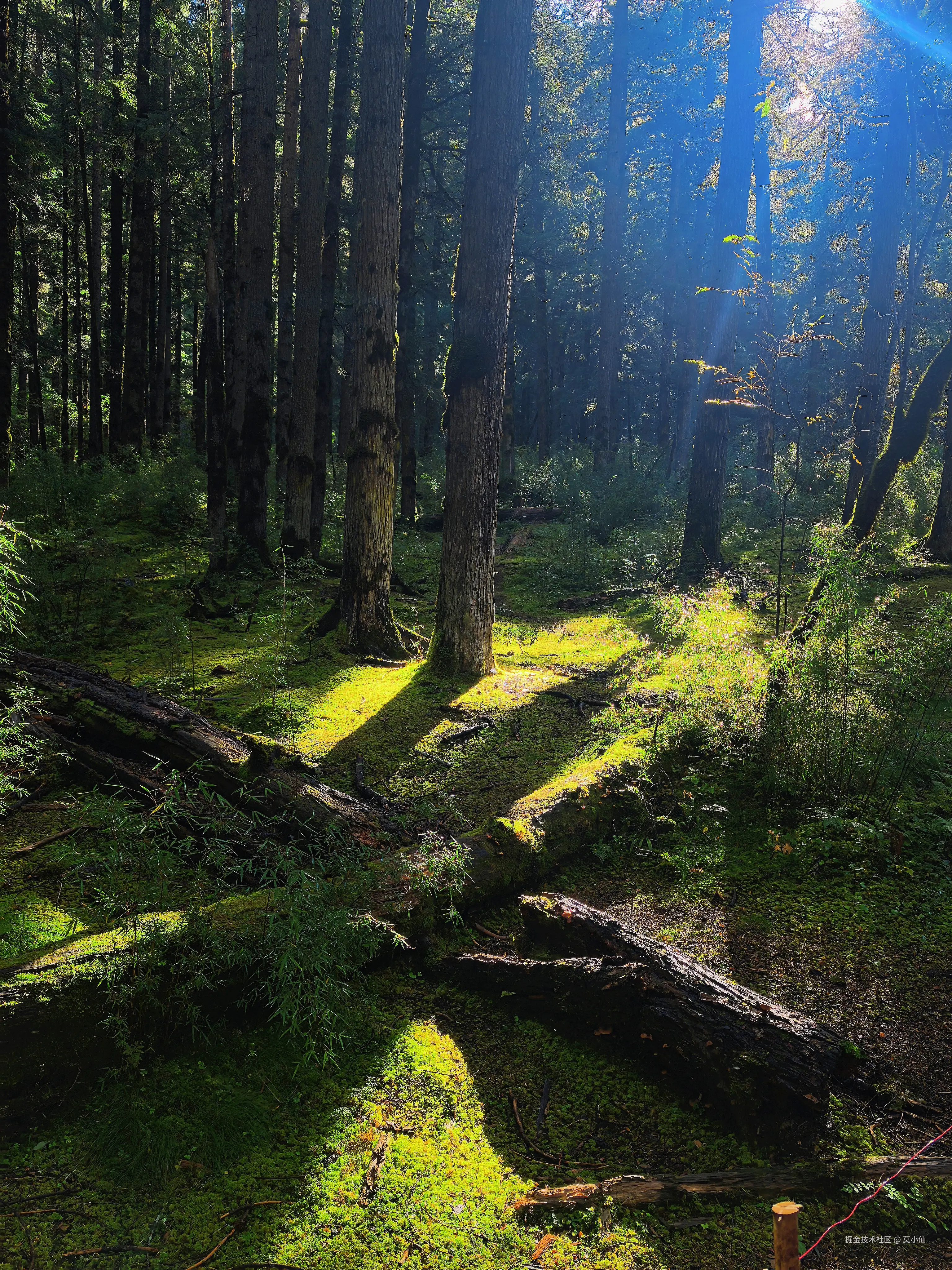 莫小仙于2025-10-09 10:54发布的图片