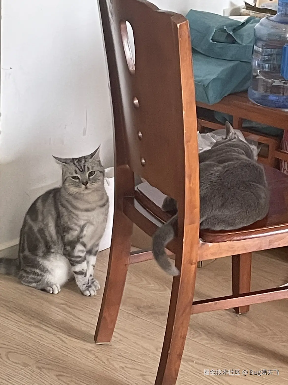 Bug满天飞于2024-09-14 15:28发布的图片