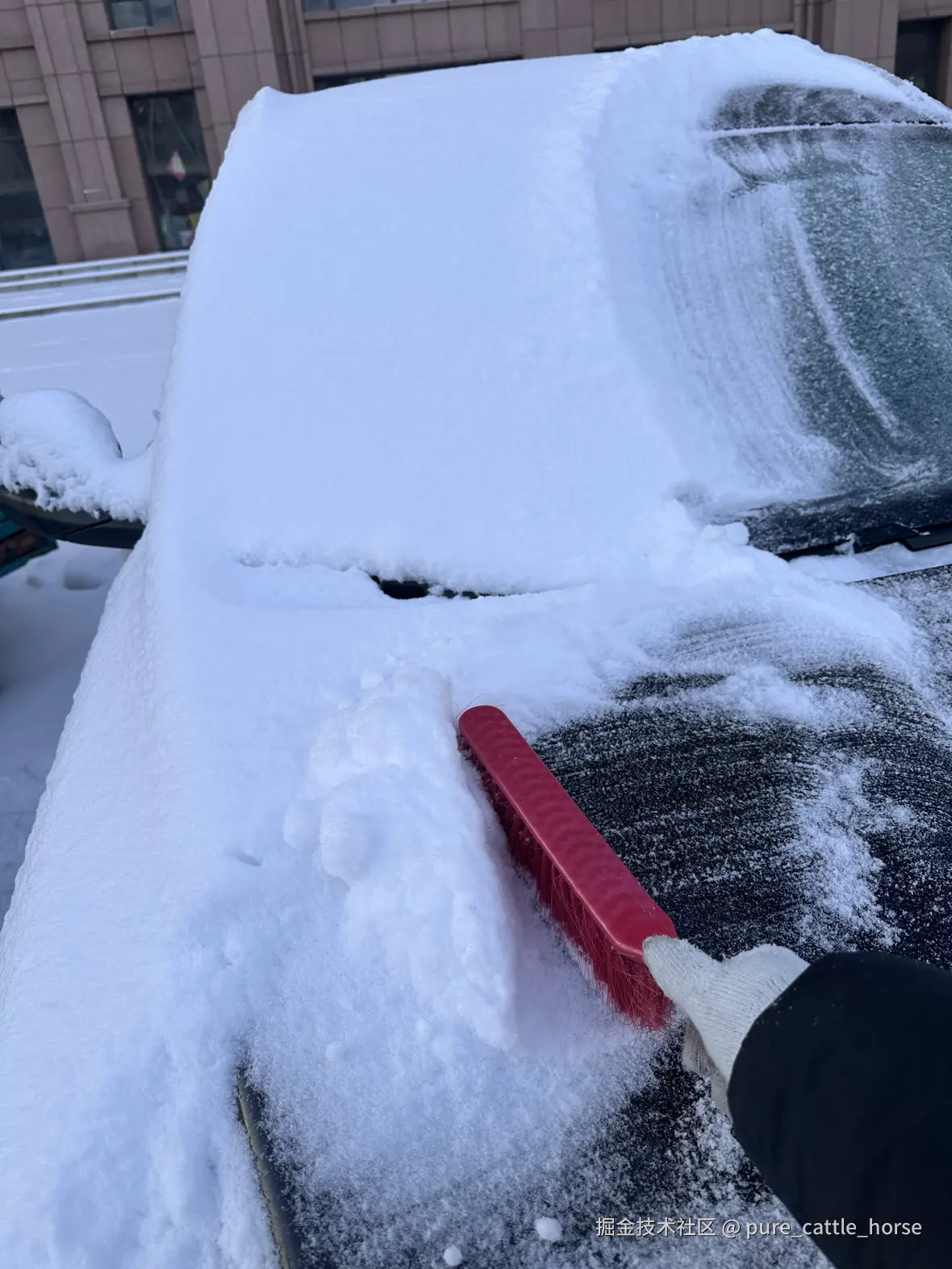 pure_cattle_horse于2025-12-01 08:01发布的图片