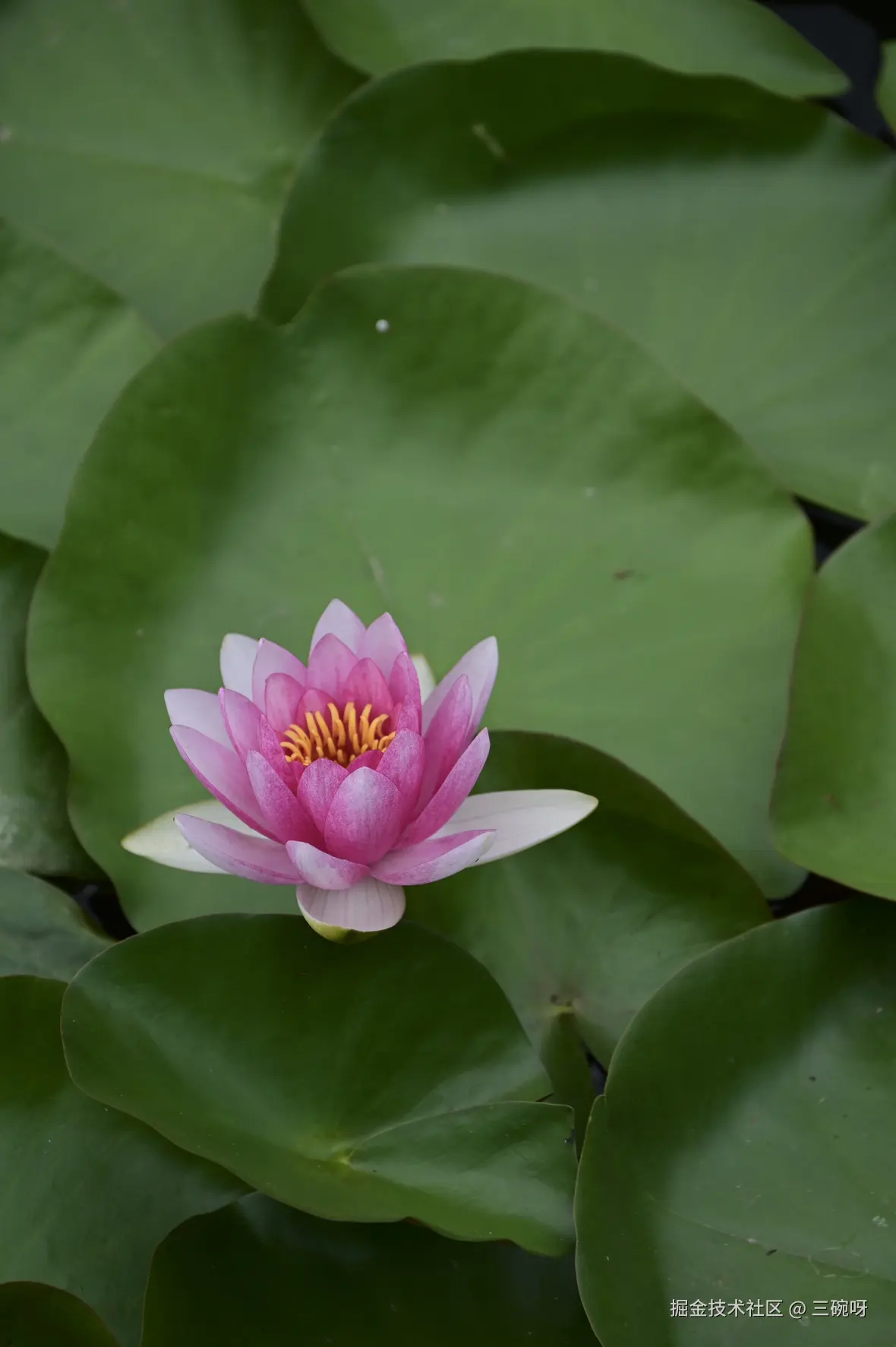 三碗呀于2025-06-16 09:28发布的图片