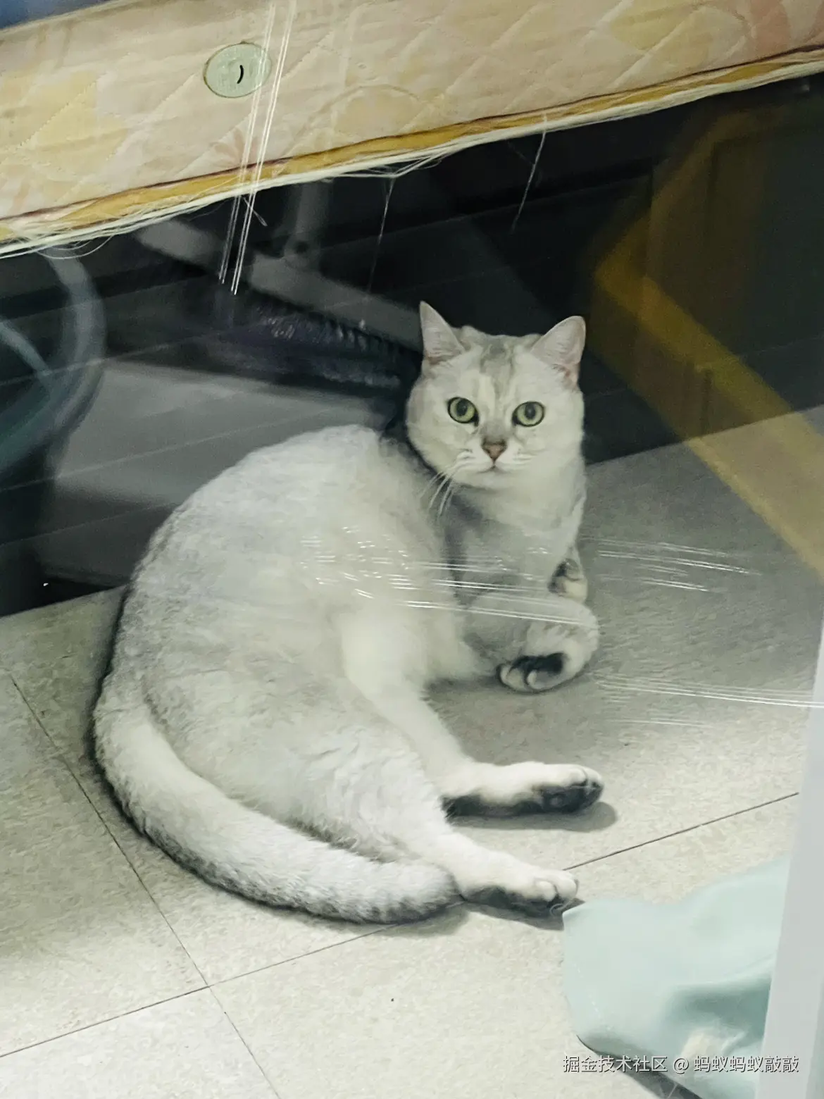 蚂蚁蚂蚁敲敲于2024-09-18 20:13发布的图片