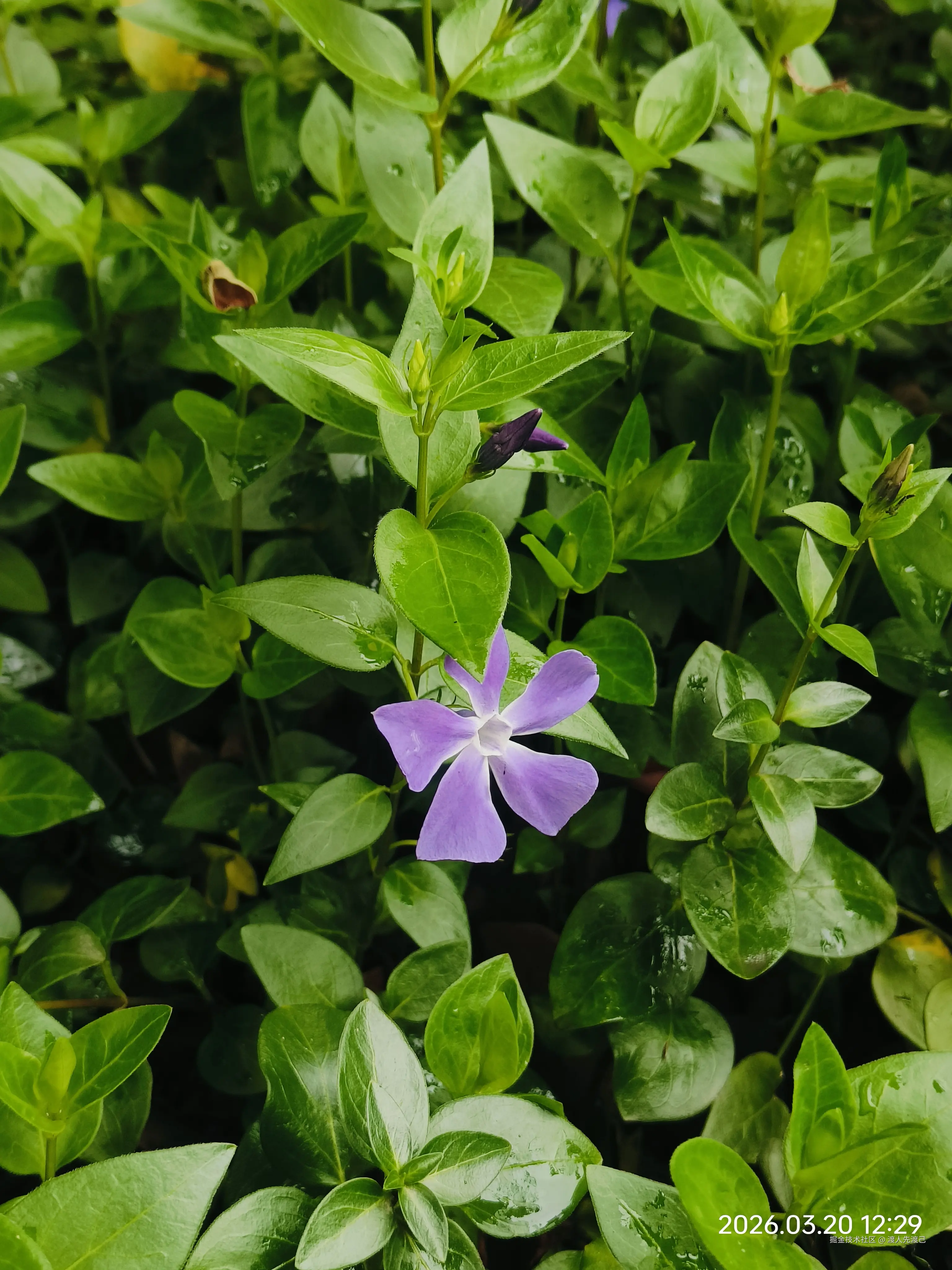 渡人先渡己于2026-04-17 15:01发布的图片