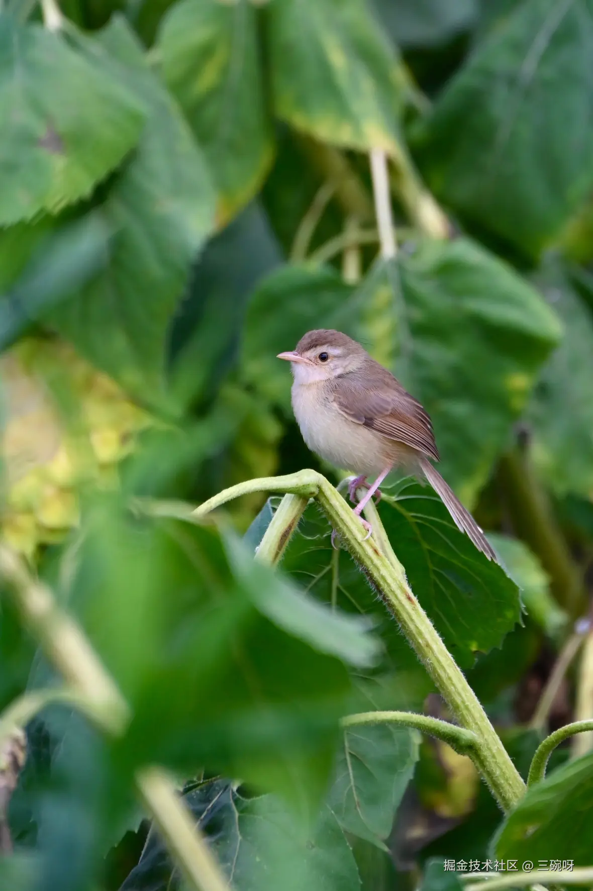 三碗呀于2025-07-09 10:10发布的图片