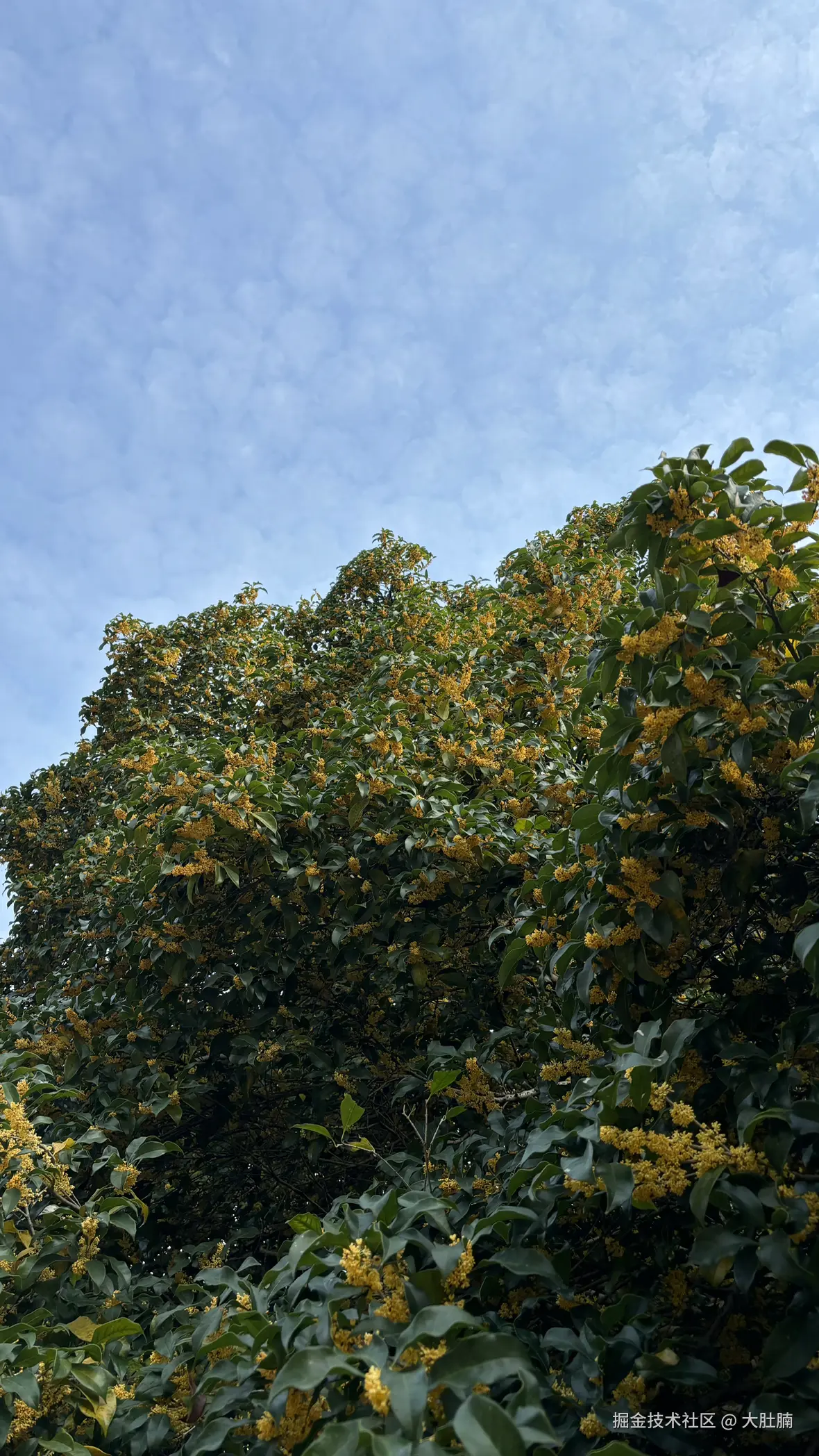 大肚腩于2025-11-03 09:30发布的图片