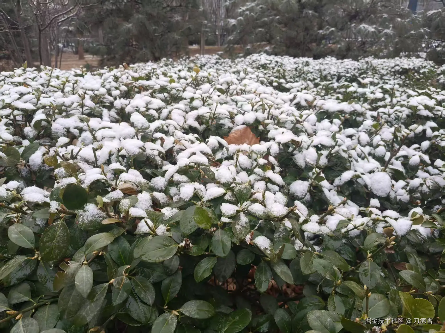 刀疤雪_于2026-02-27 09:05发布的图片
