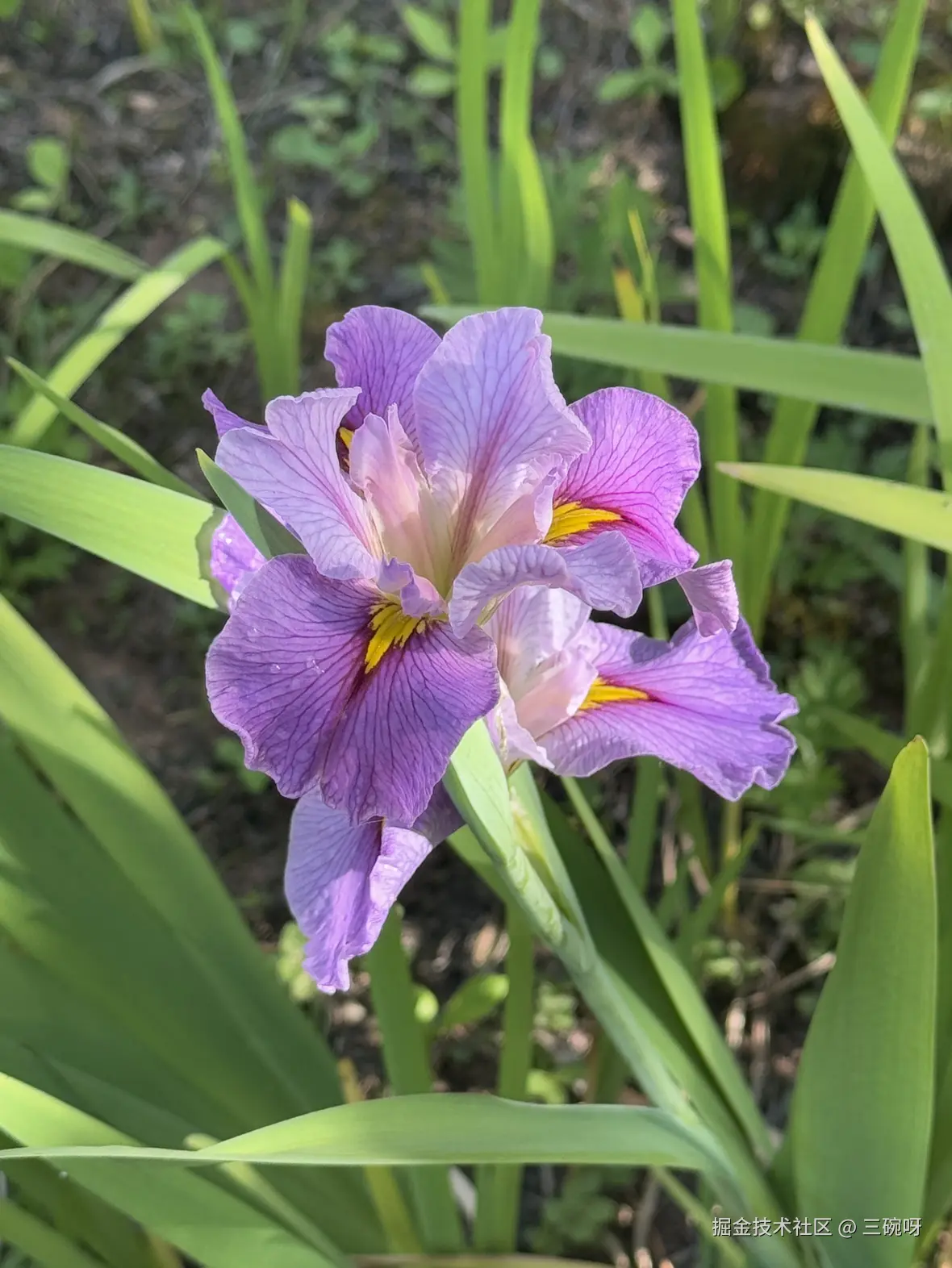 三碗呀于2025-05-08 15:17发布的图片