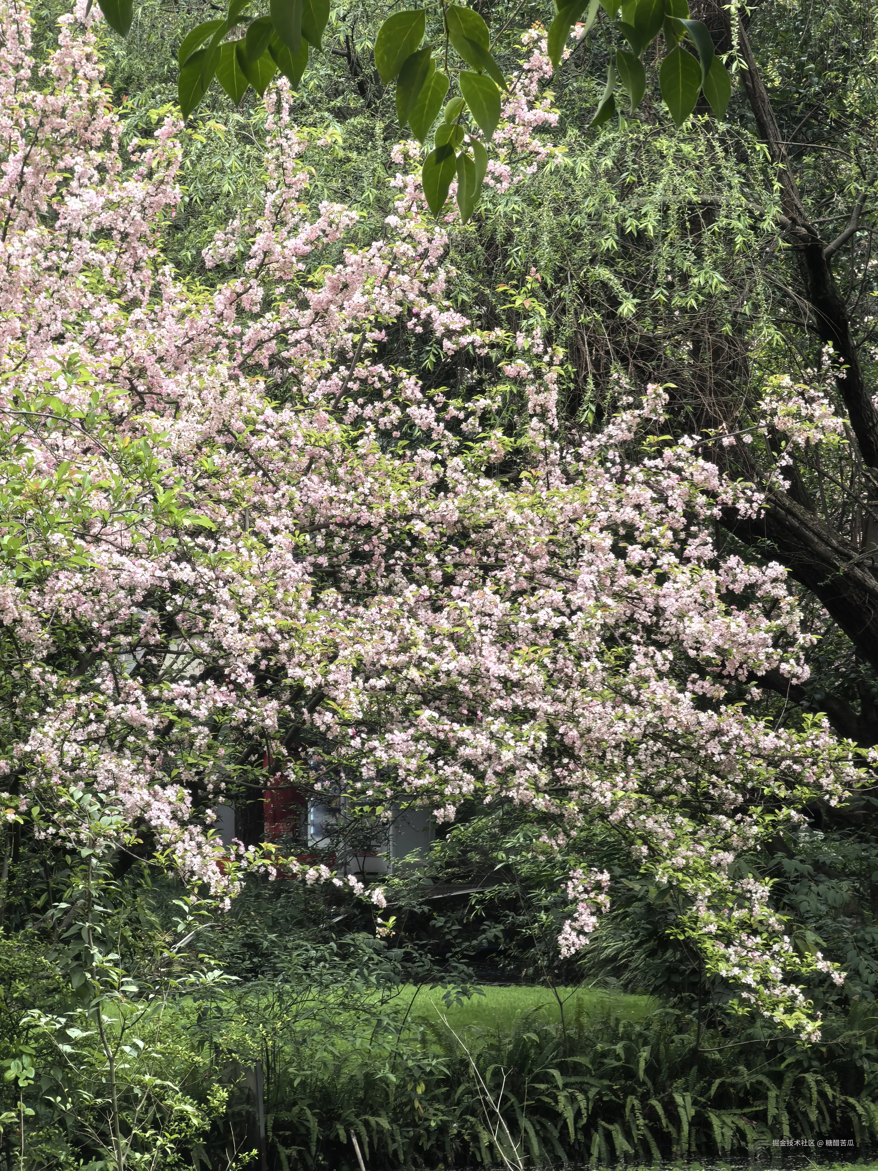 糖醋苦瓜于2026-03-23 16:28发布的图片