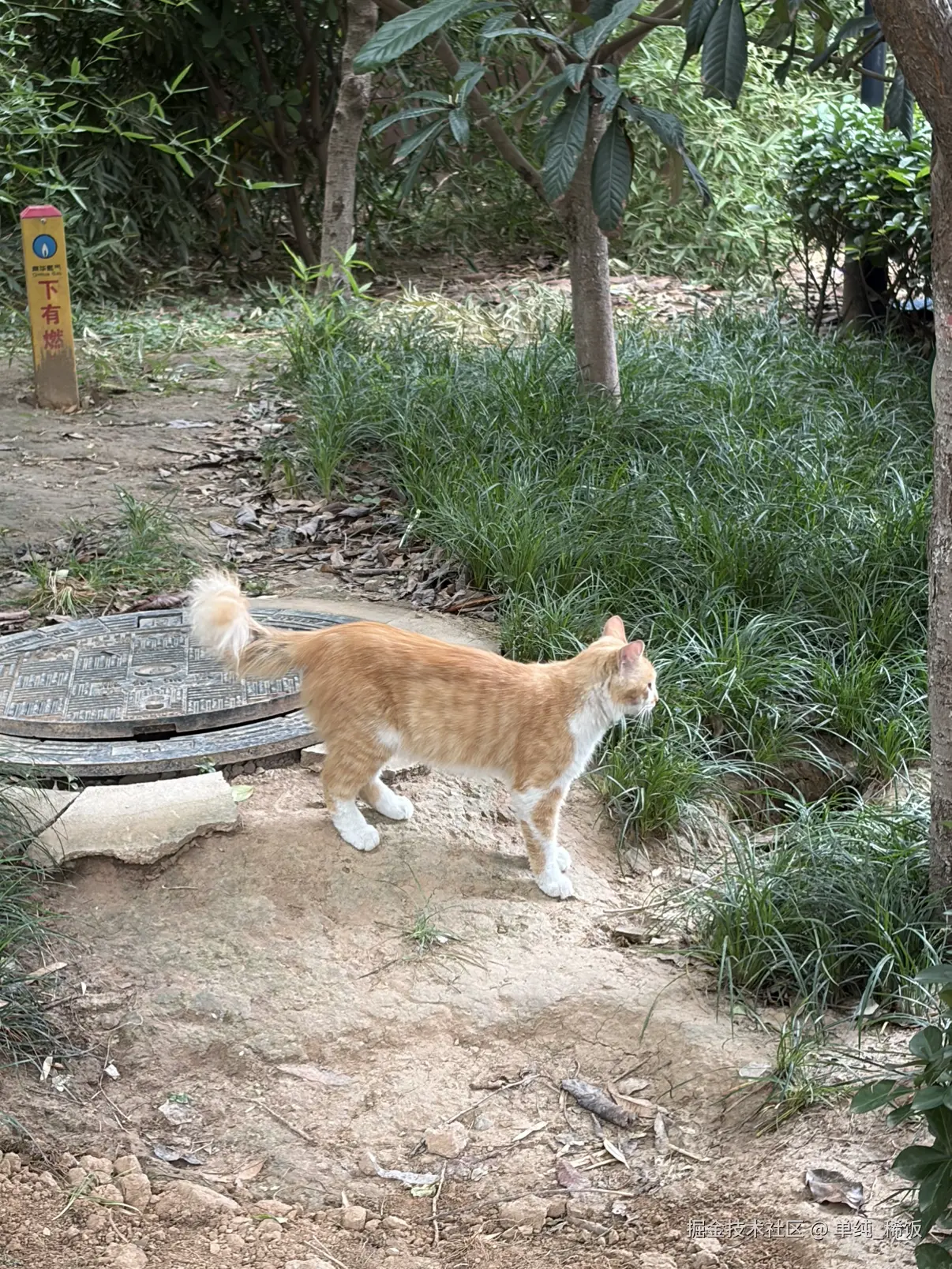 单纯_稀饭于2026-07-27 00:19发布的图片