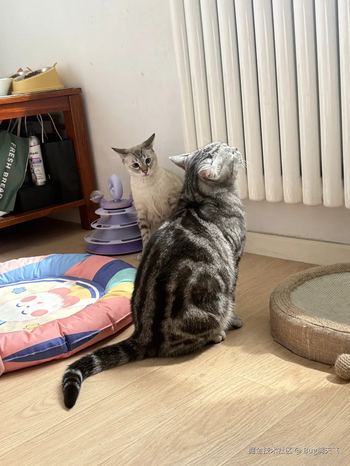 Bug满天飞于2025-04-16 14:35发布的图片