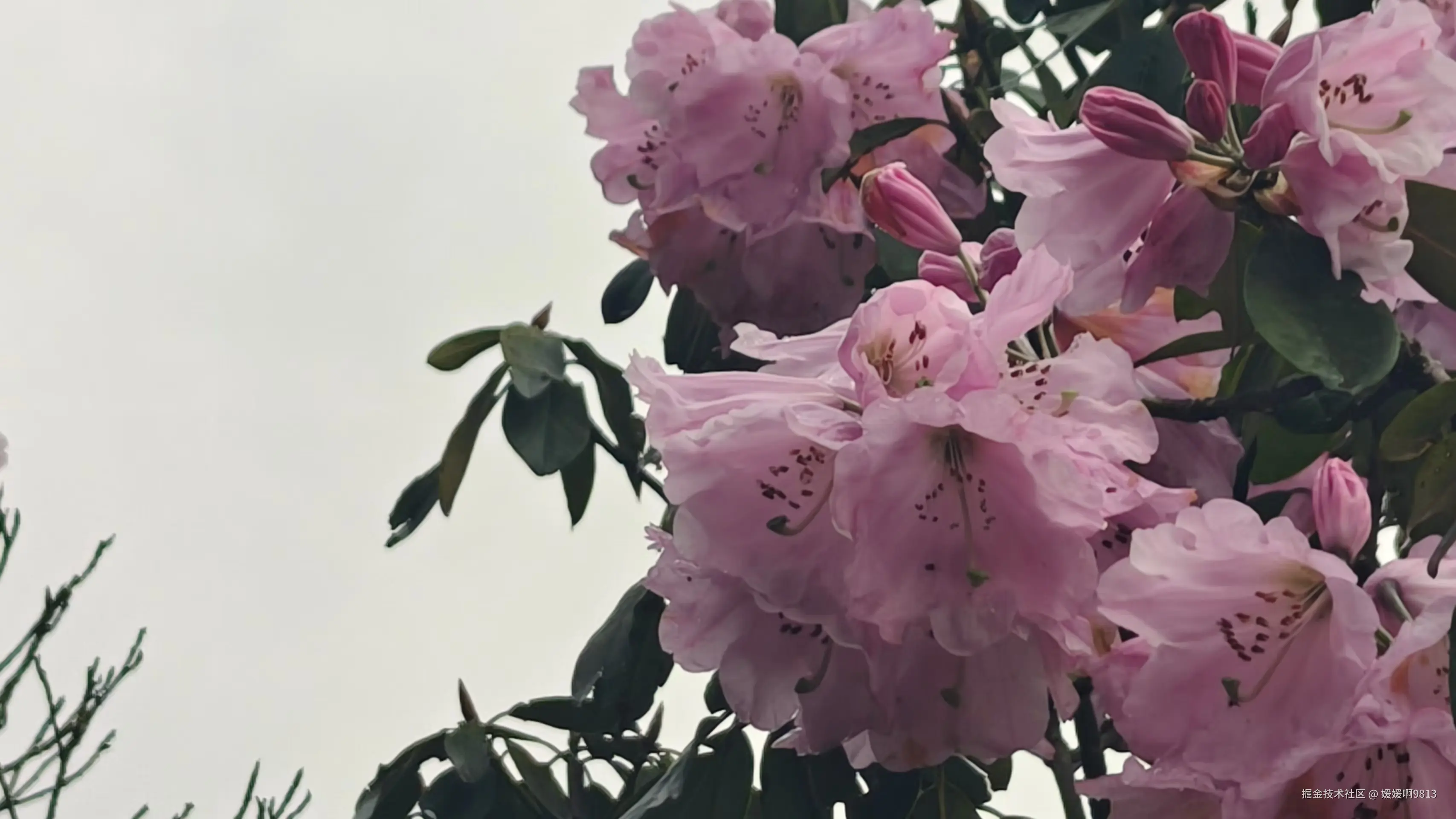 媛媛啊9813于2026-04-12 04:04发布的图片