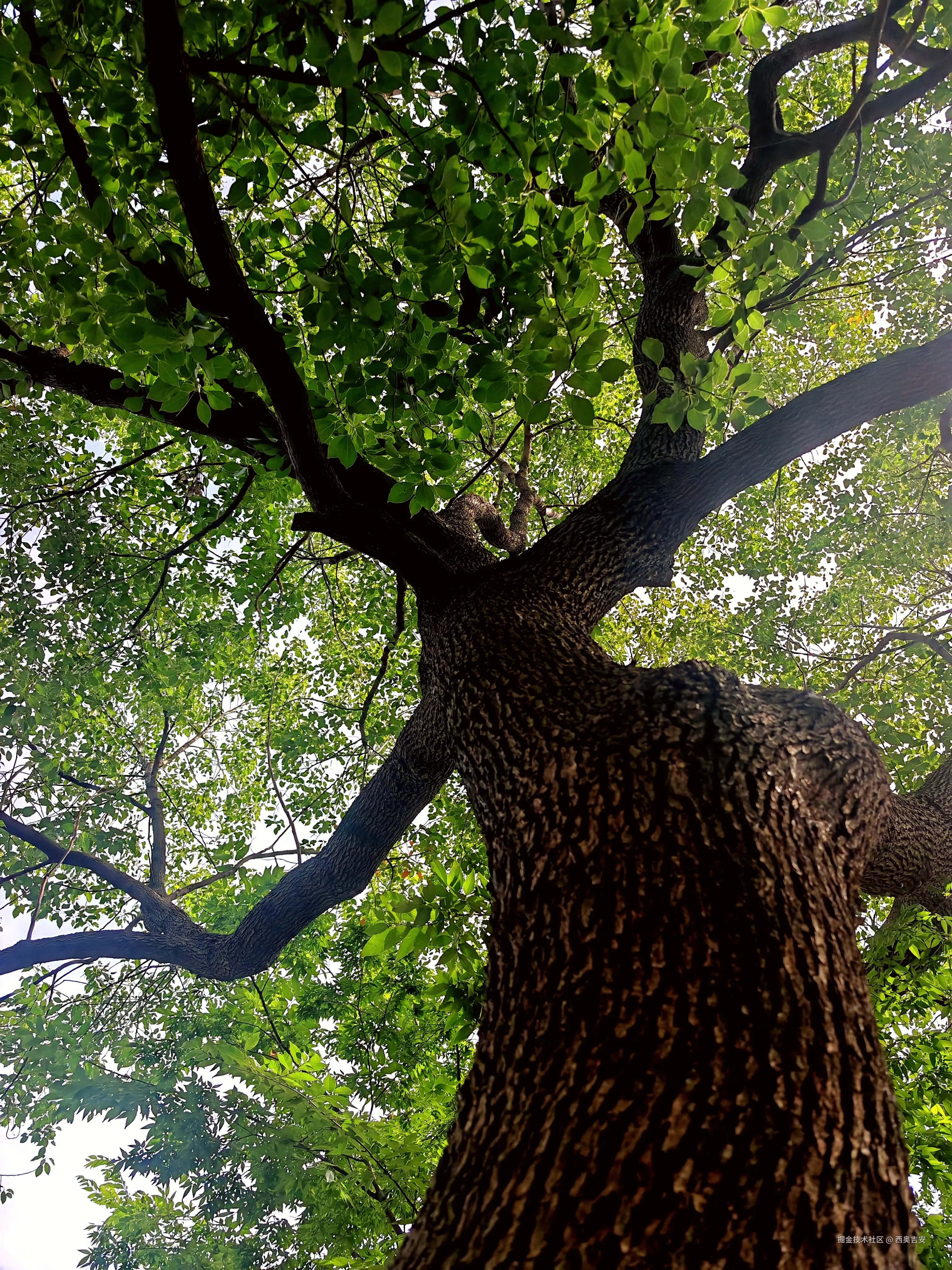 西奥吉安于2025-06-23 18:29发布的图片