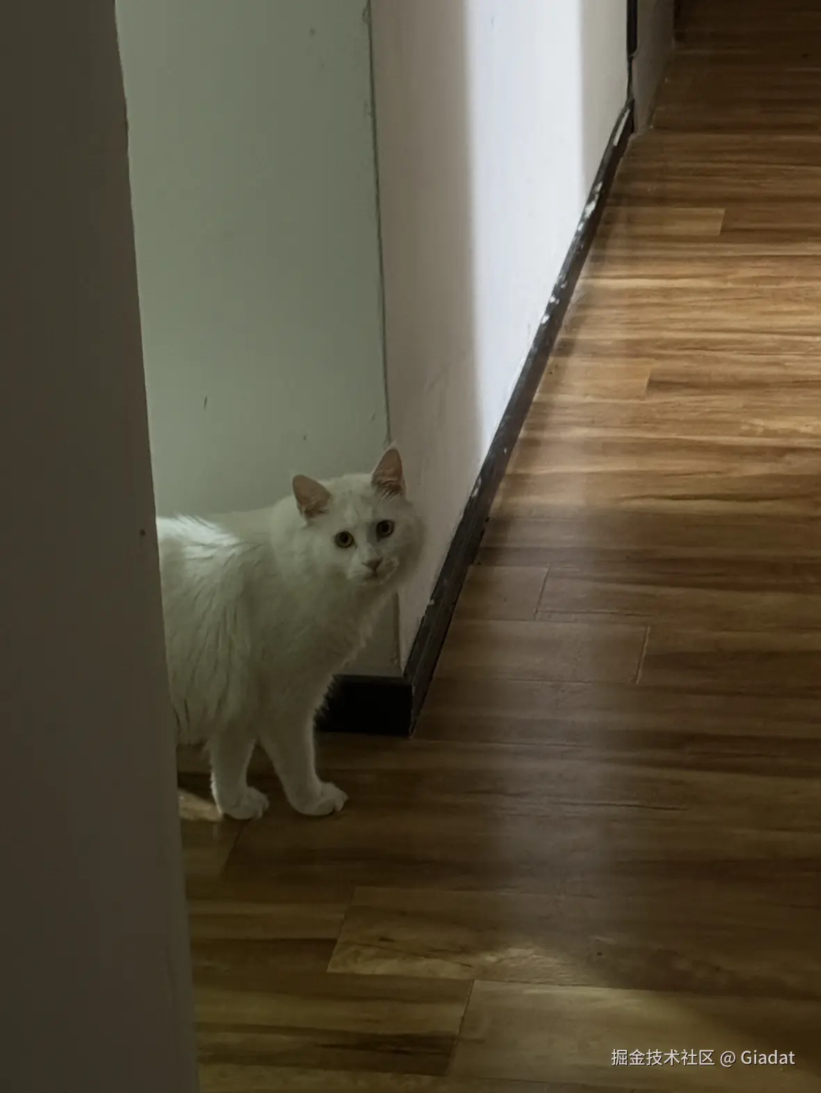 Giadat于2025-09-24 11:18发布的图片