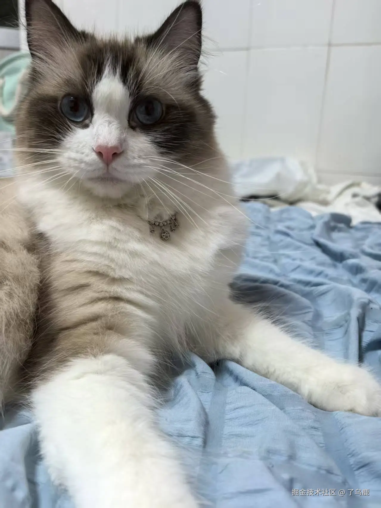 了乌鹿于2025-07-16 15:11发布的图片