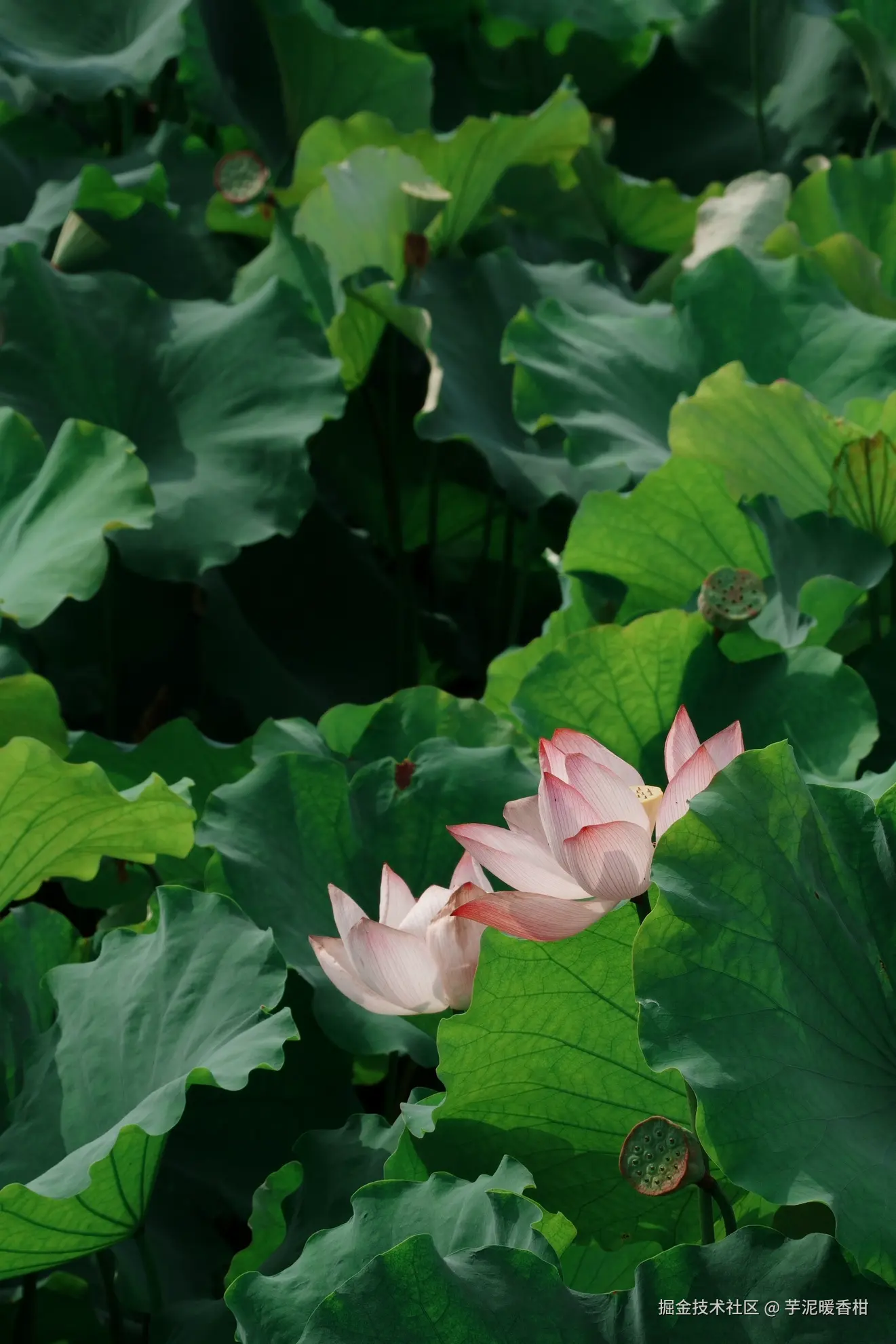 芋泥暖香柑于2026-07-02 09:18发布的图片