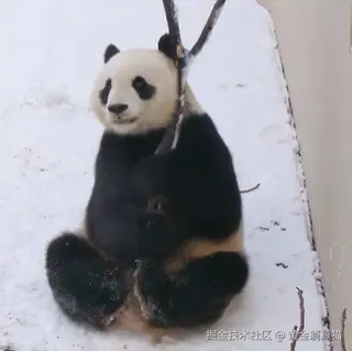 黄金躺赢猫于2025-03-05 14:48发布的图片