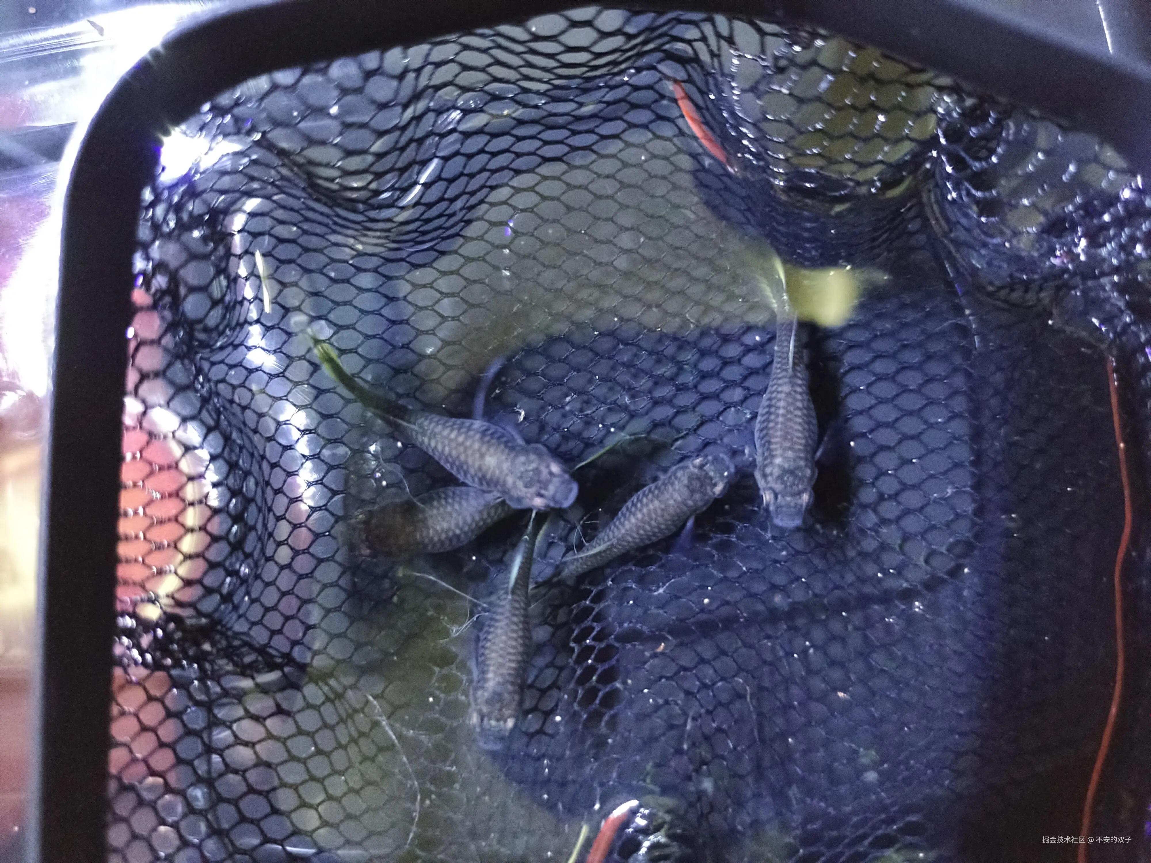 不安的双子于2024-08-26 10:46发布的图片