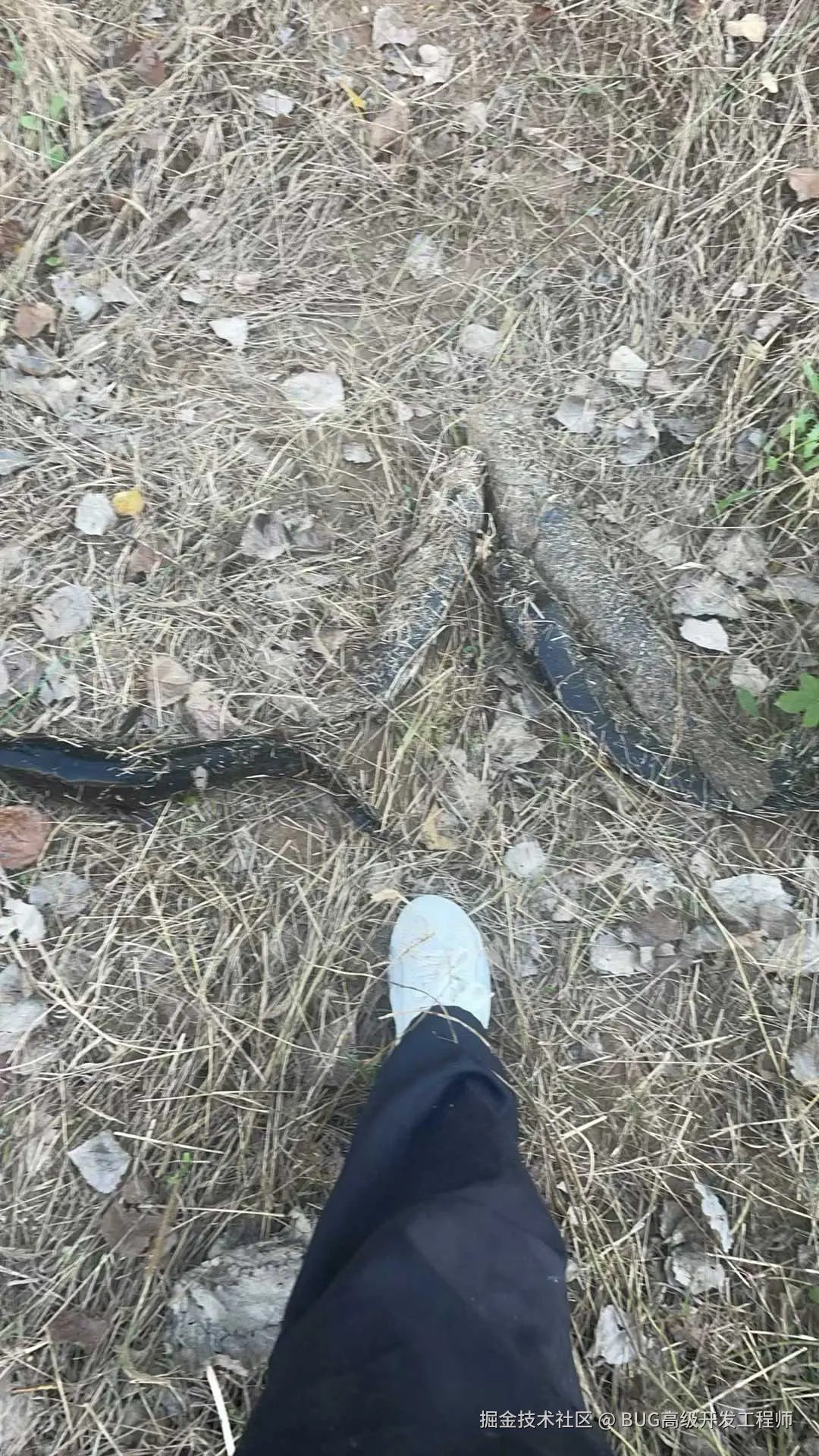 BUG高级开发工程师于2025-11-03 09:23发布的图片