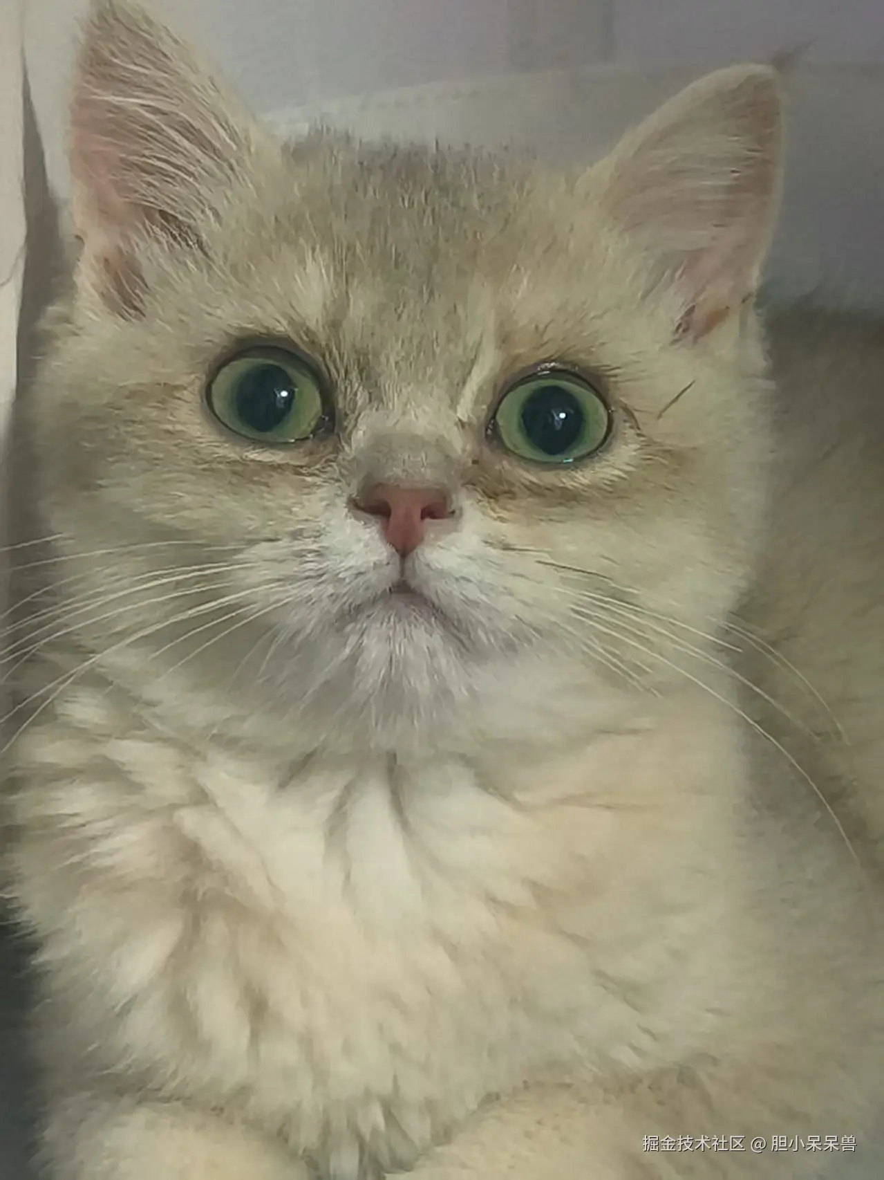 胆小呆呆兽于2025-09-03 13:44发布的图片