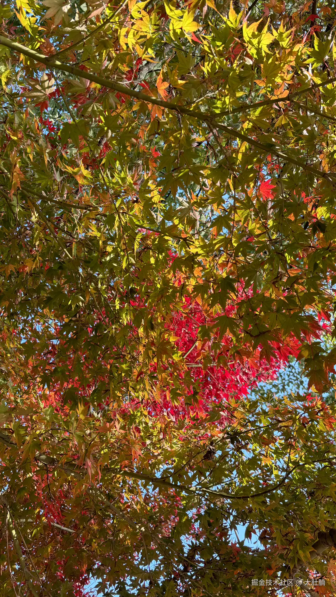 大肚腩于2025-12-08 09:23发布的图片