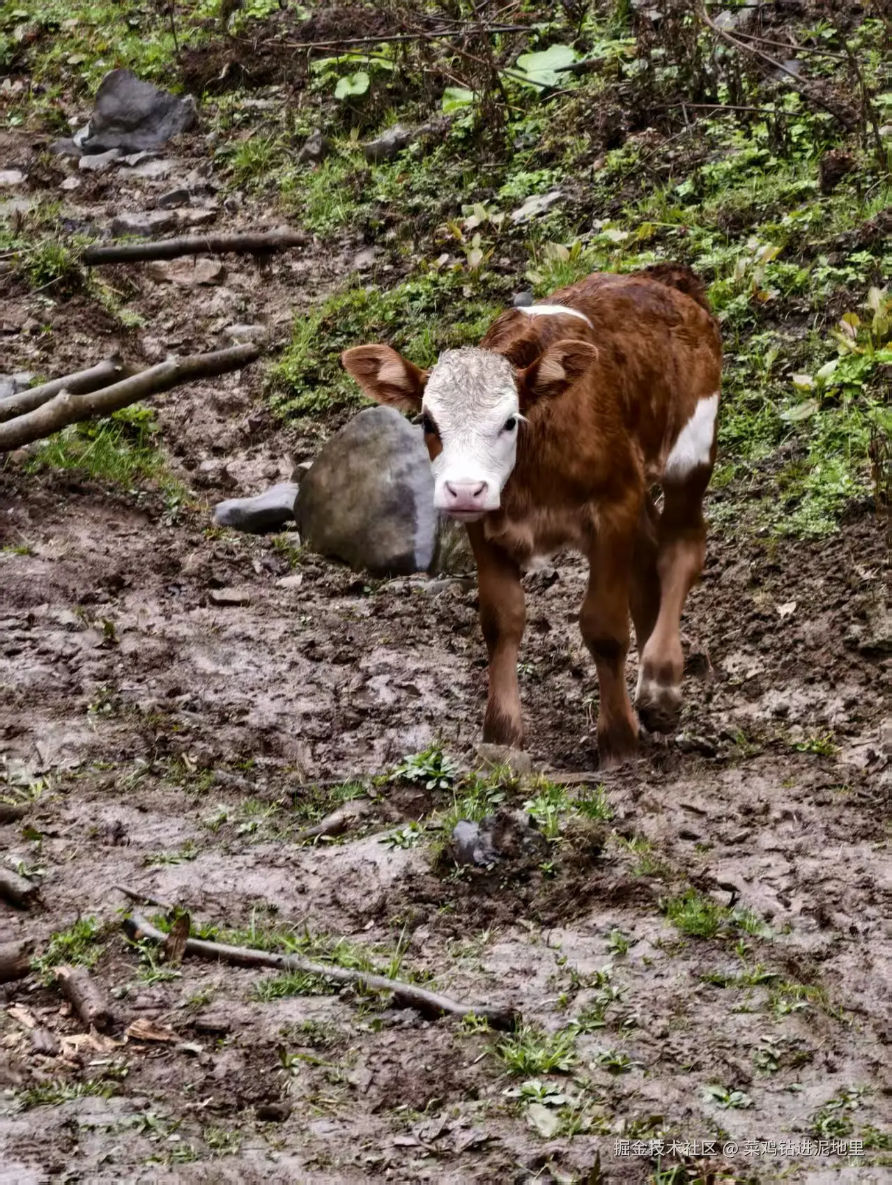 菜鸡钻进泥地里于2026-04-07 09:58发布的图片