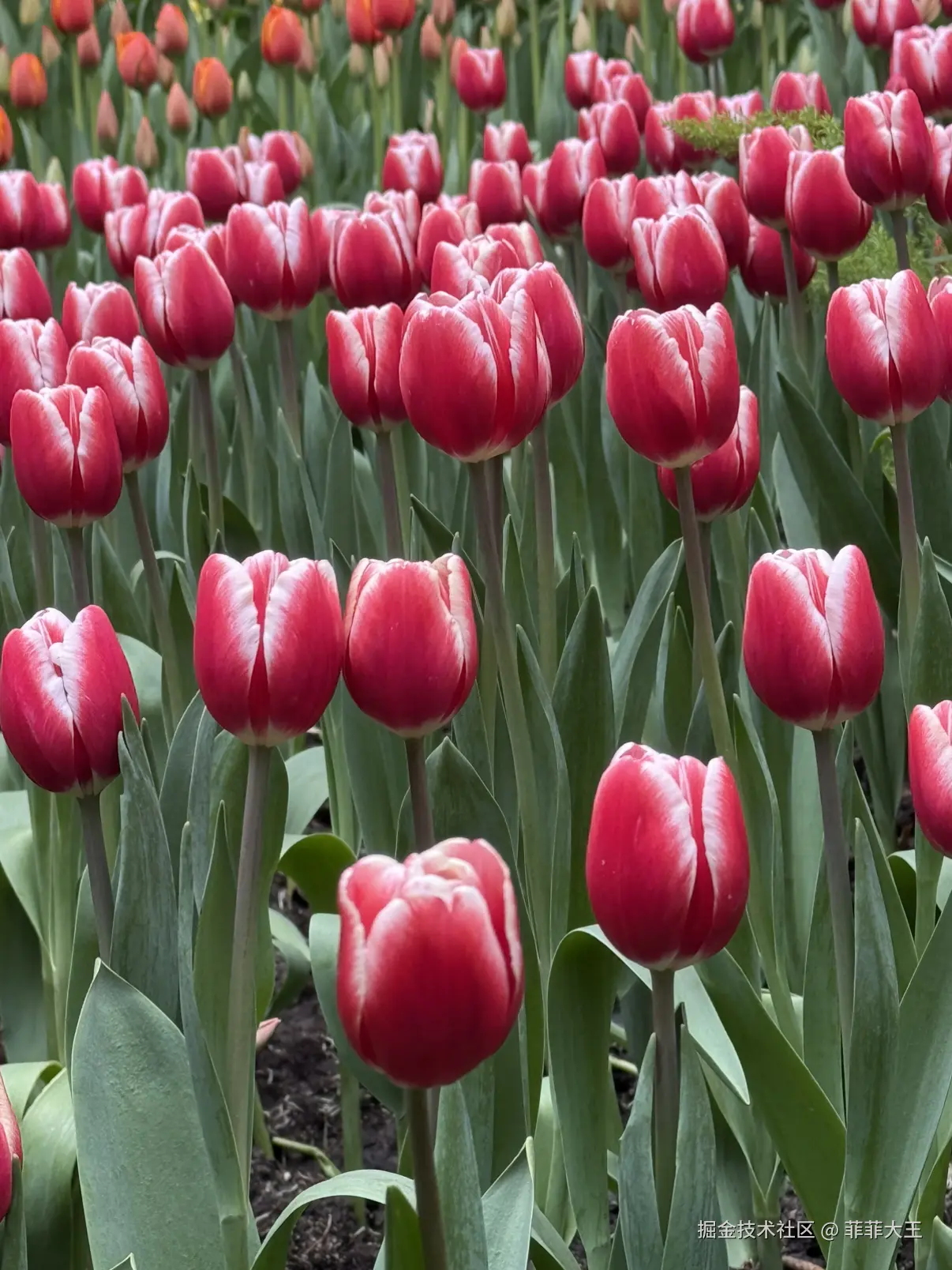 菲菲大王于2026-03-09 10:13发布的图片