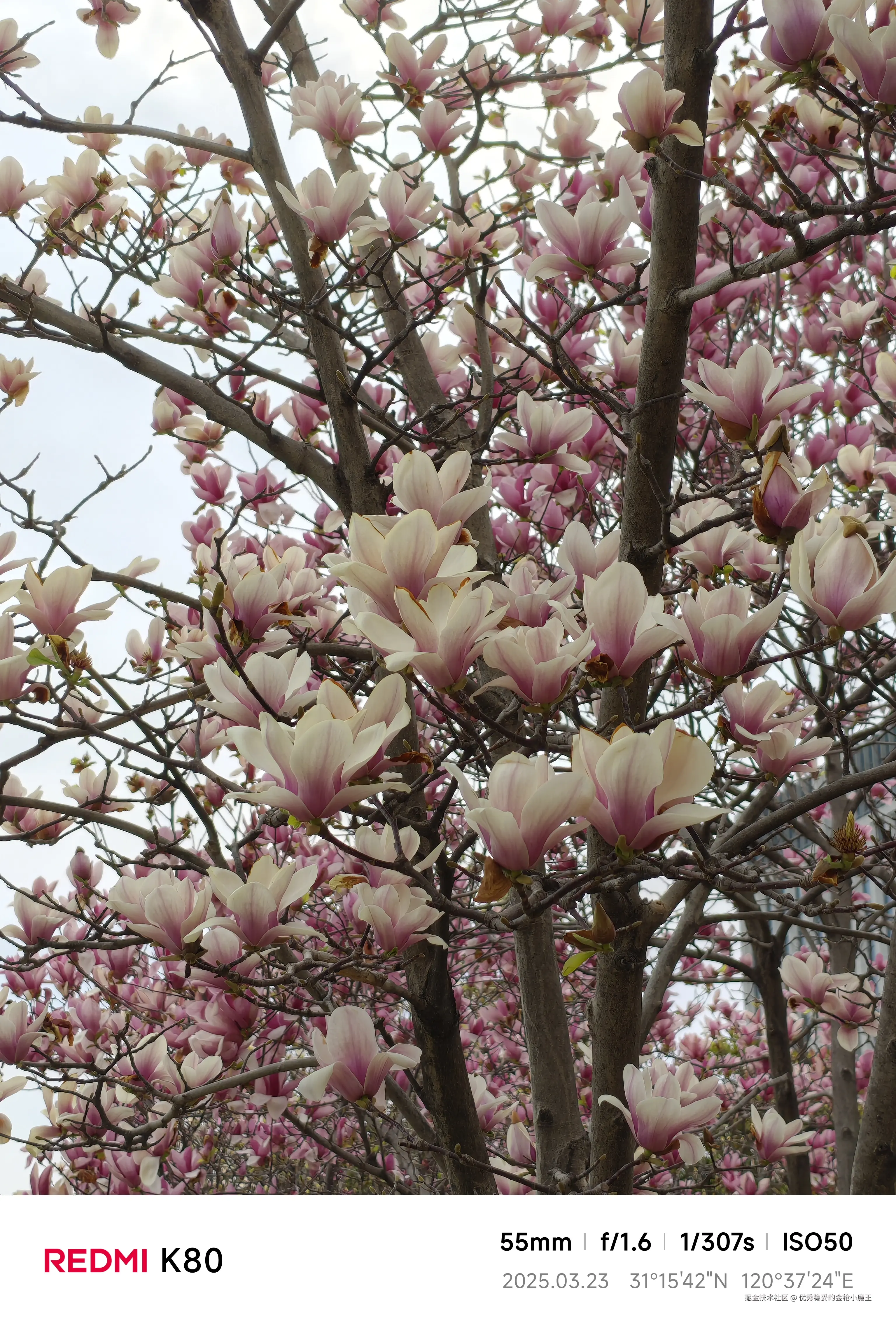 优秀稳妥的金枪小魔王于2025-03-25 16:07发布的图片