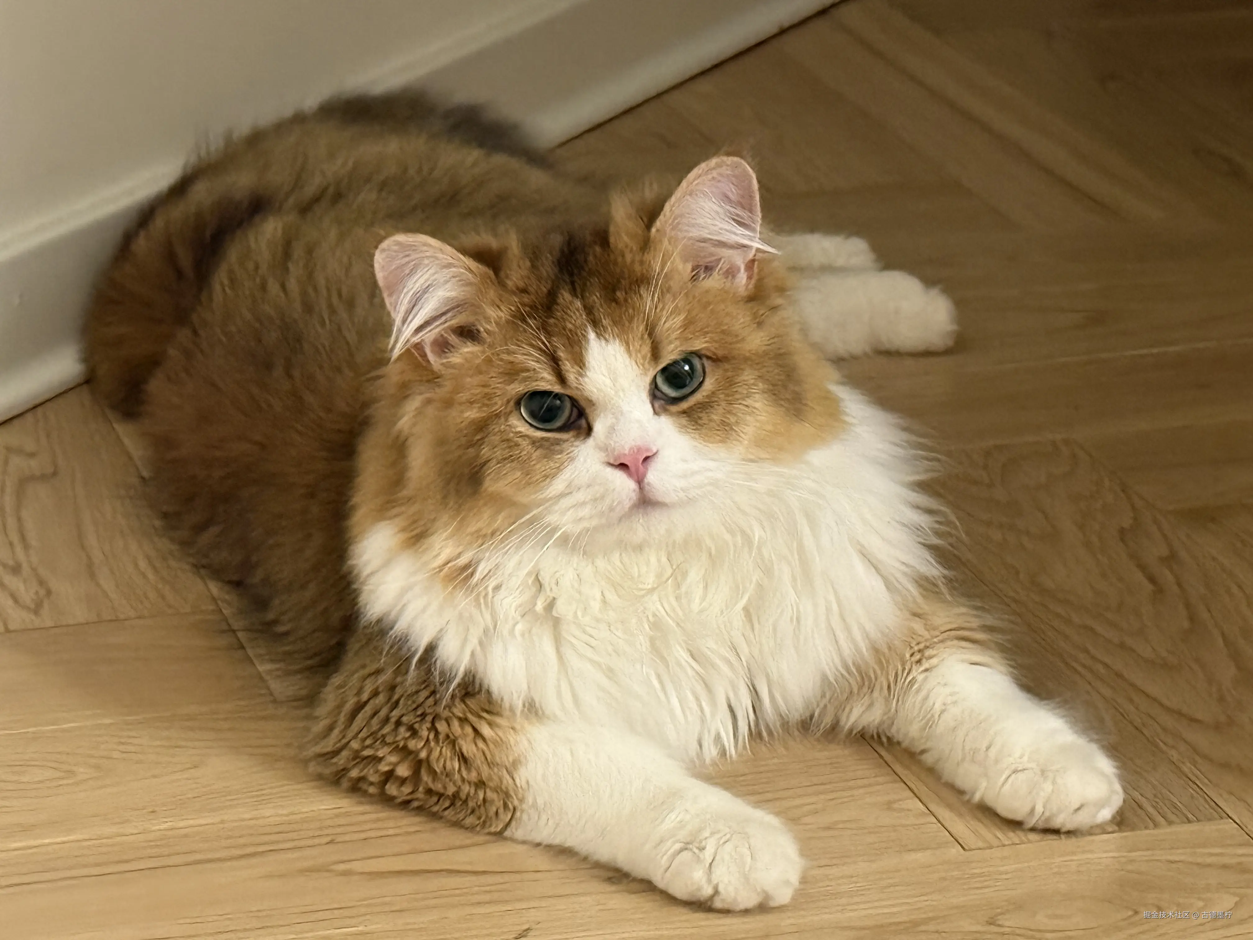 古德墨柠于2025-05-09 14:13发布的图片