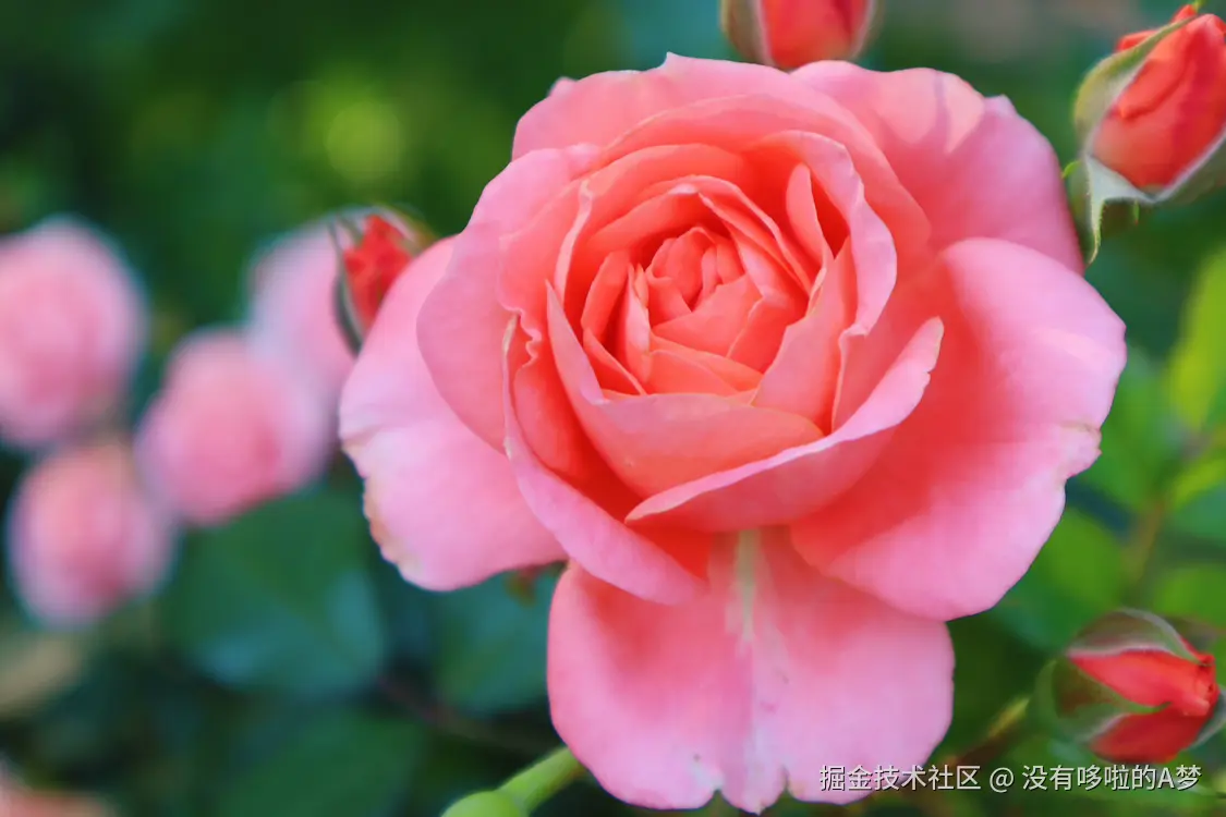 没有哆啦的A梦于2025-03-26 13:42发布的图片