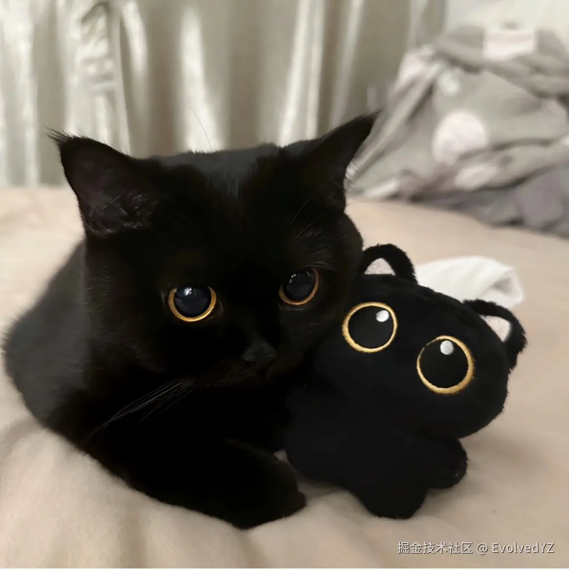 EvolvedYZ于2024-08-11 22:51发布的图片