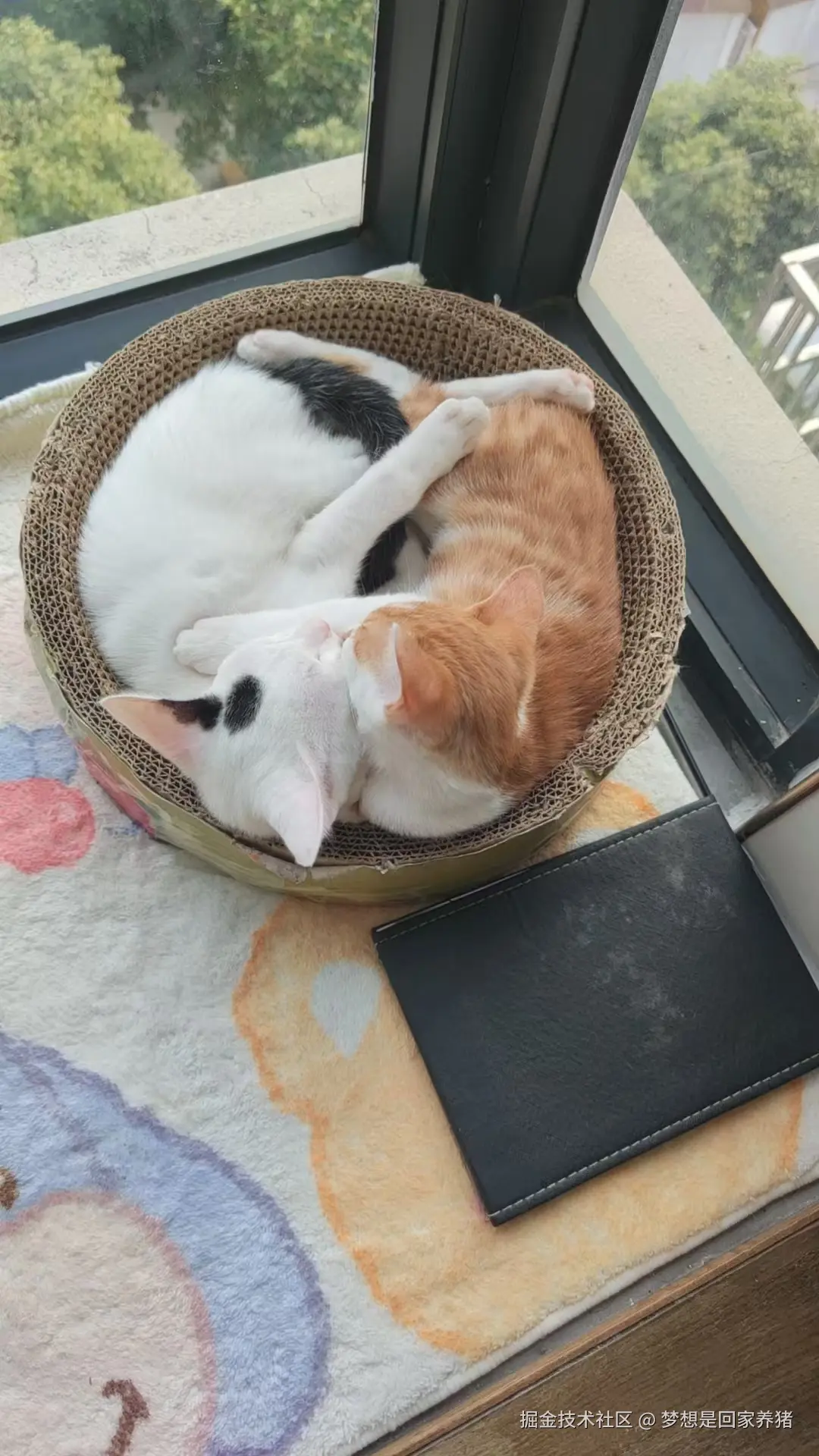 梦想是回家养猪于2024-11-19 16:57发布的图片