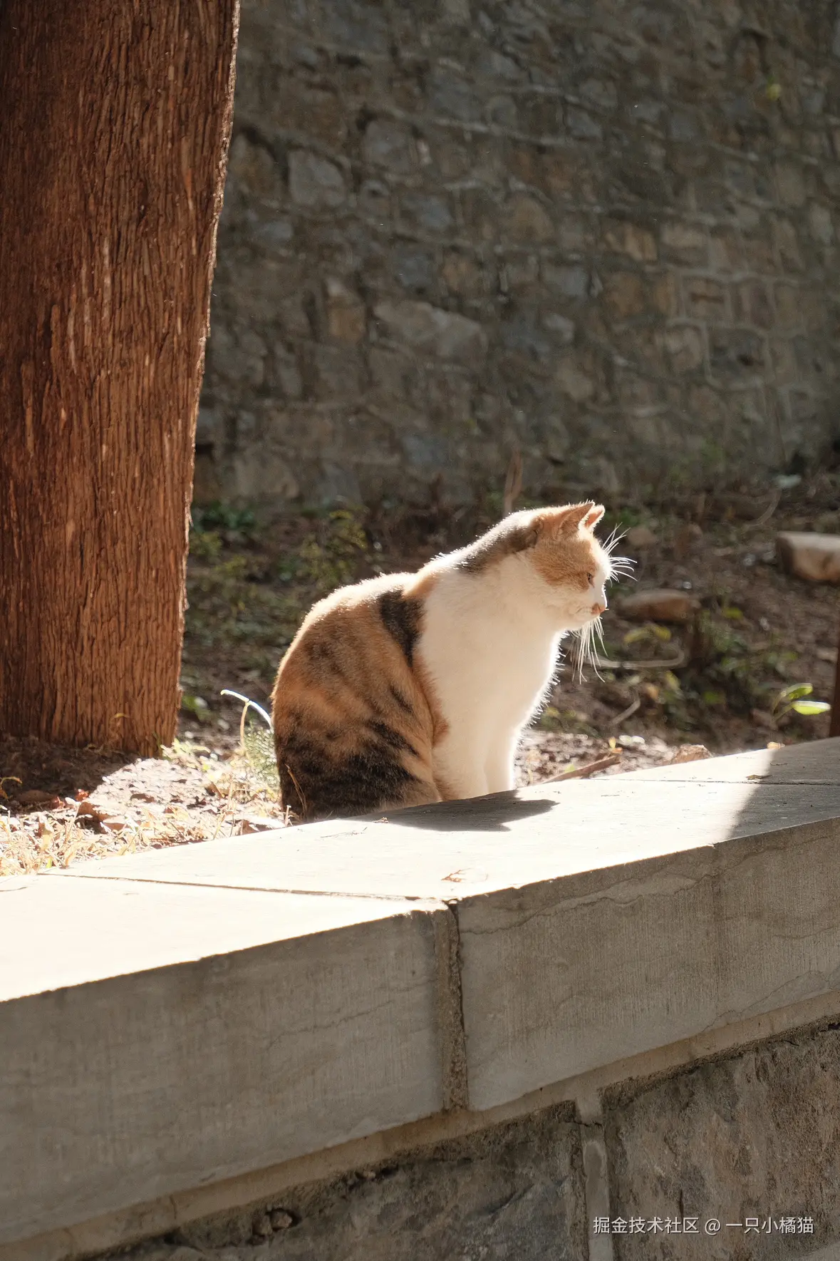 一只小橘猫于2024-11-17 08:56发布的图片