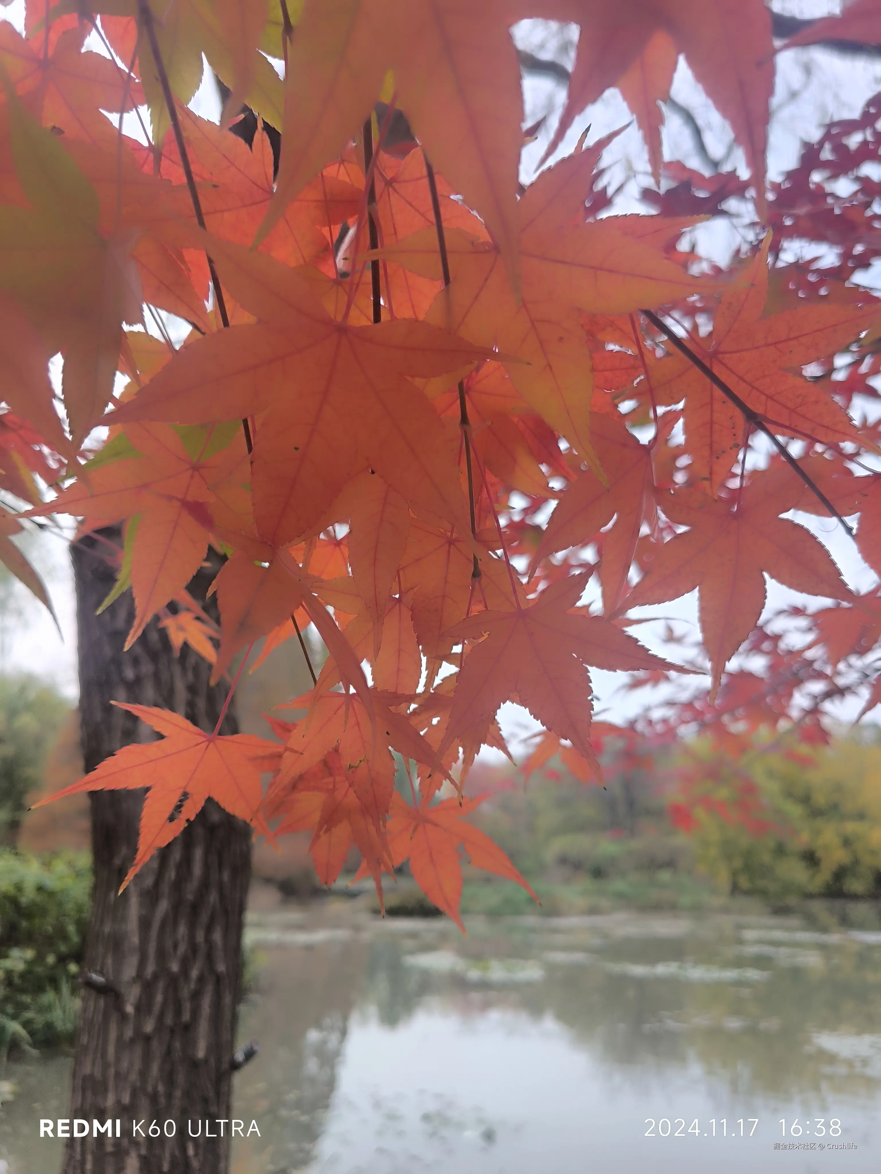 Crushlife于2024-11-17 16:51发布的图片